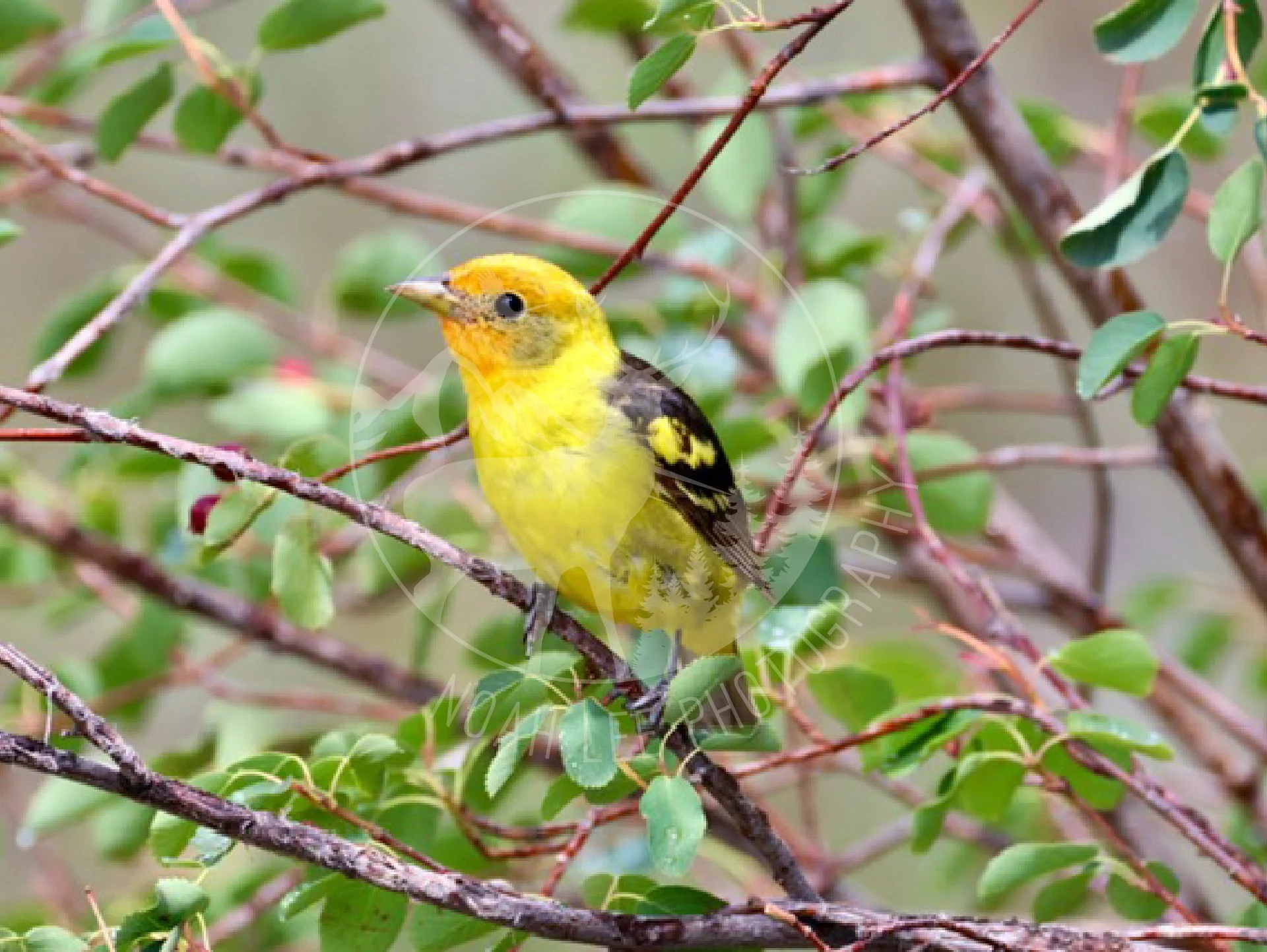Western Tanager - Web.jpg