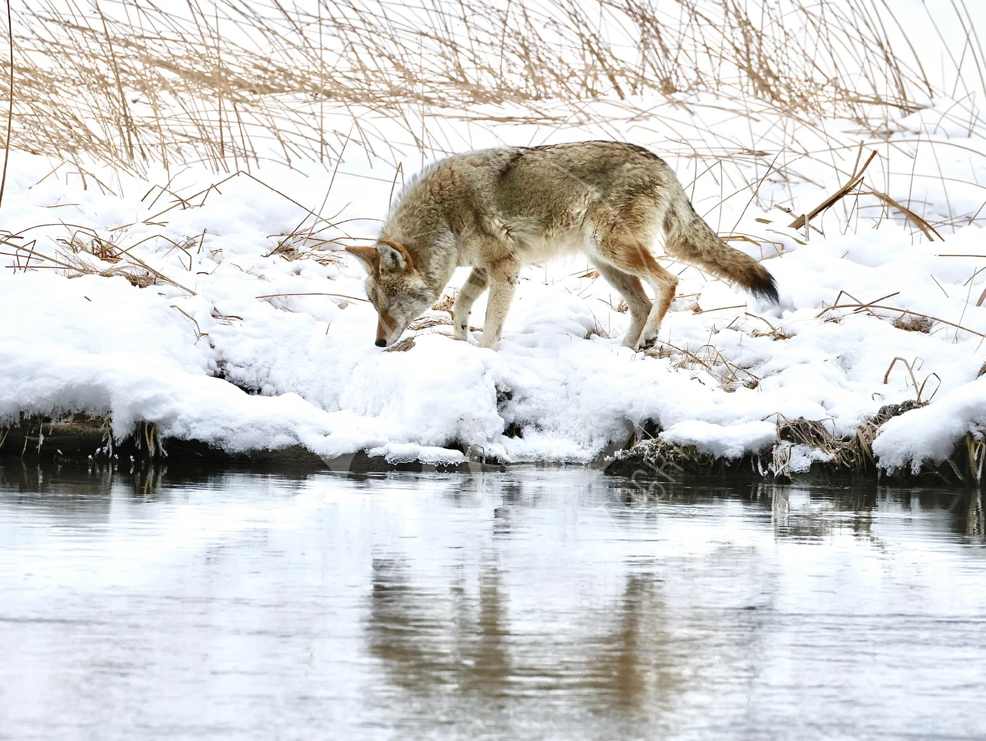 NEWCoyoteReflection -Web.JPG