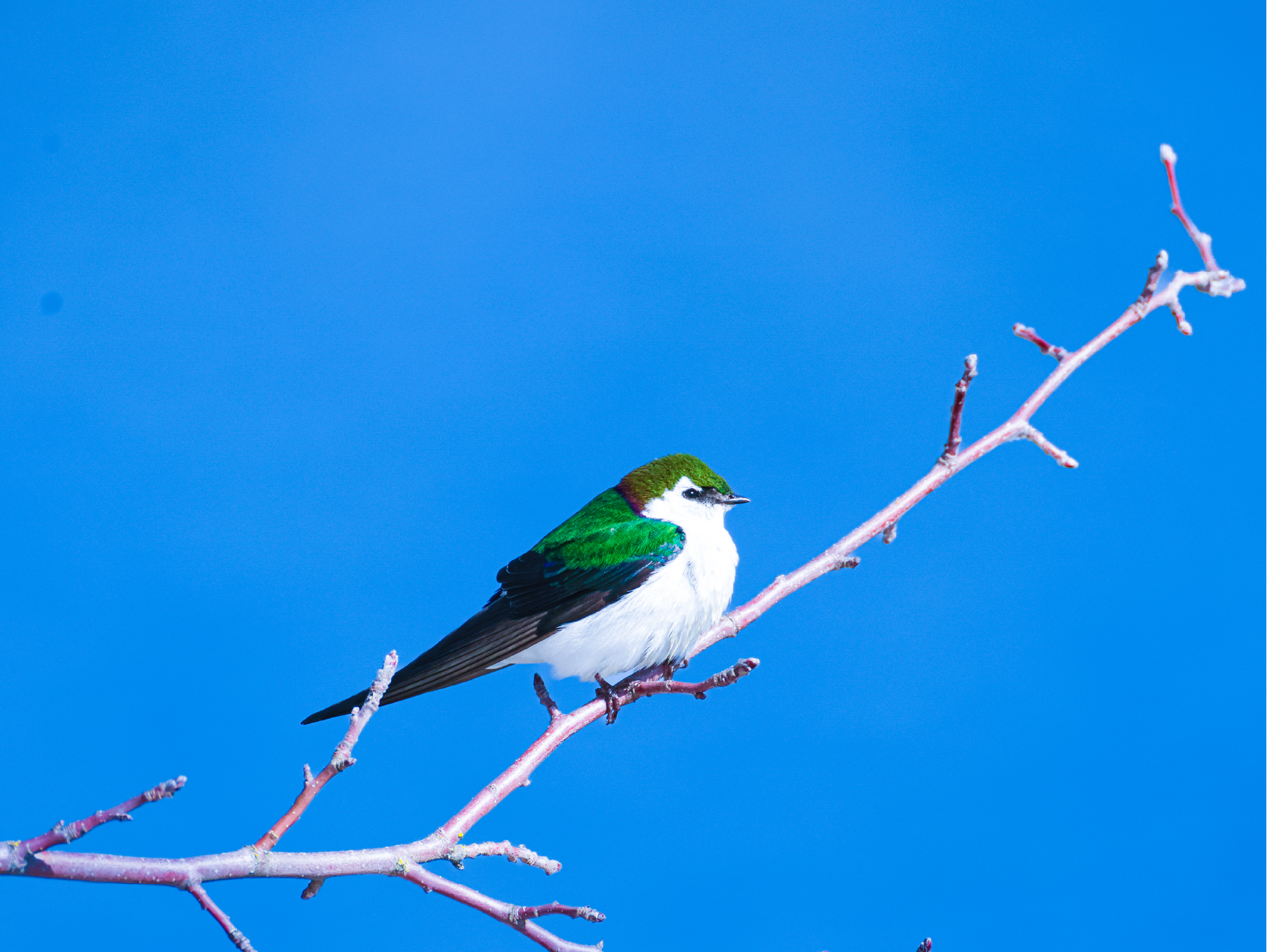 Violet-Green Swallow