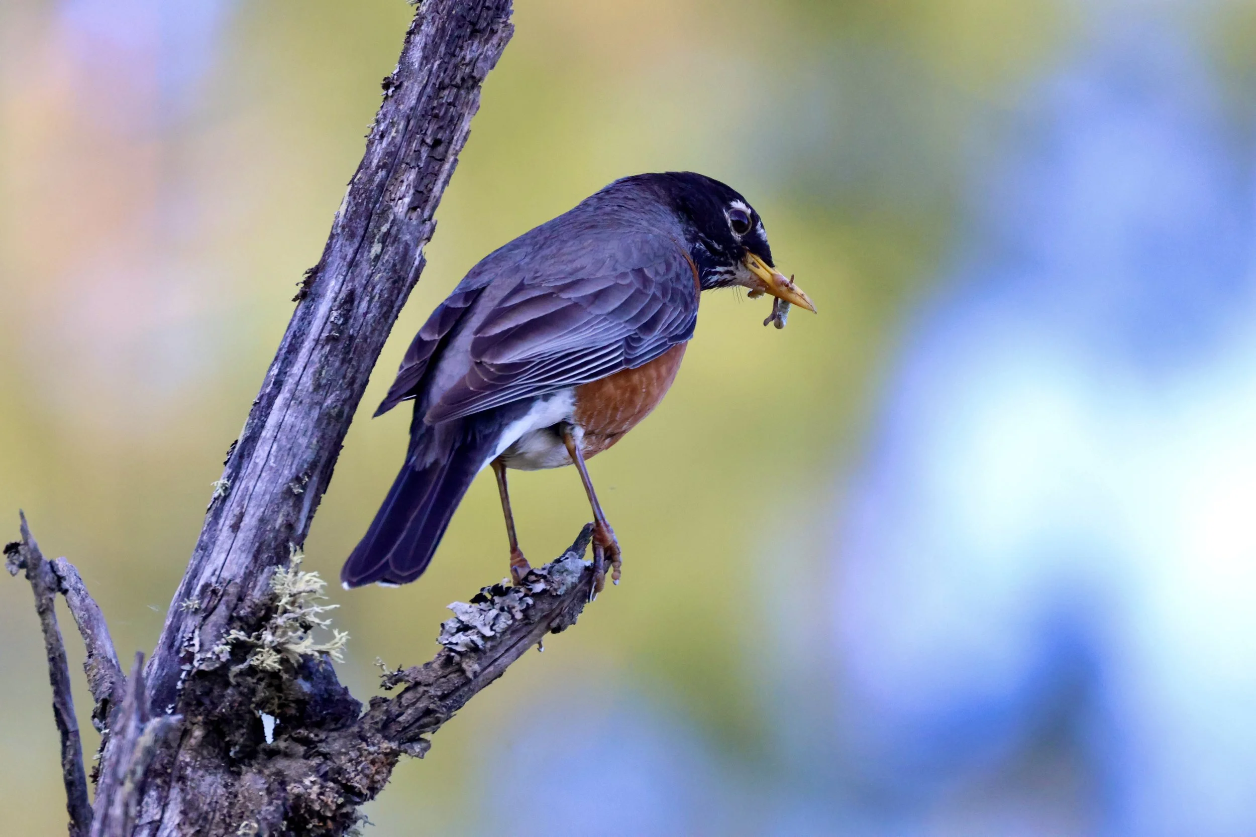 American Robin
