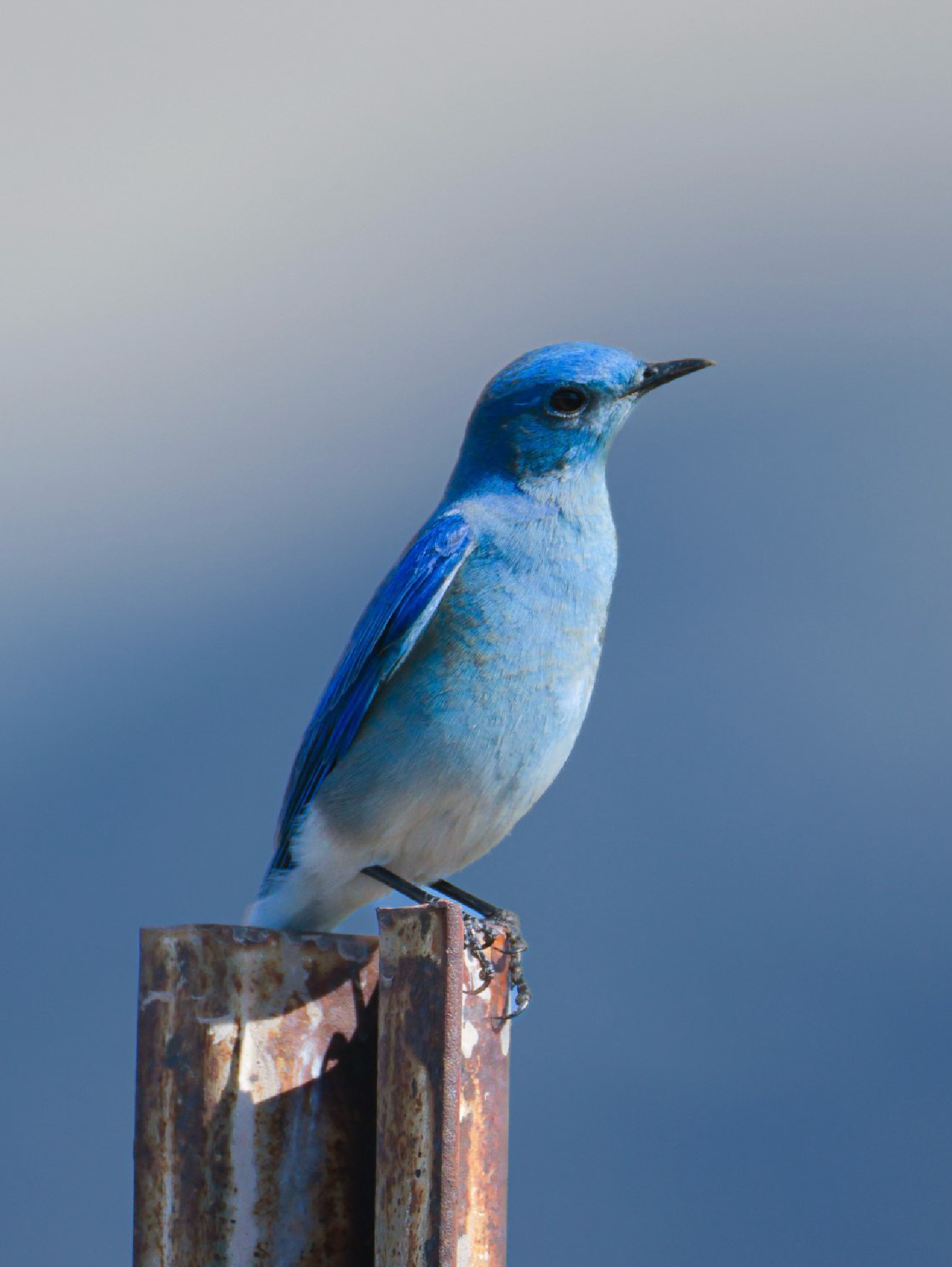 Mountain Bluebird