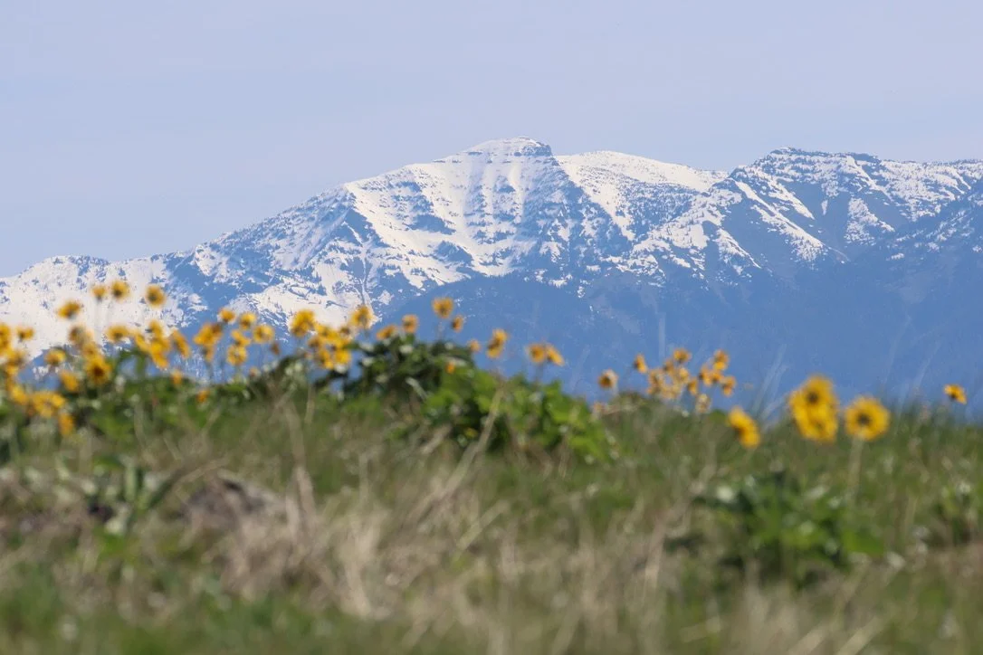 Mission Mountains NW Montana Spring Wildflowers