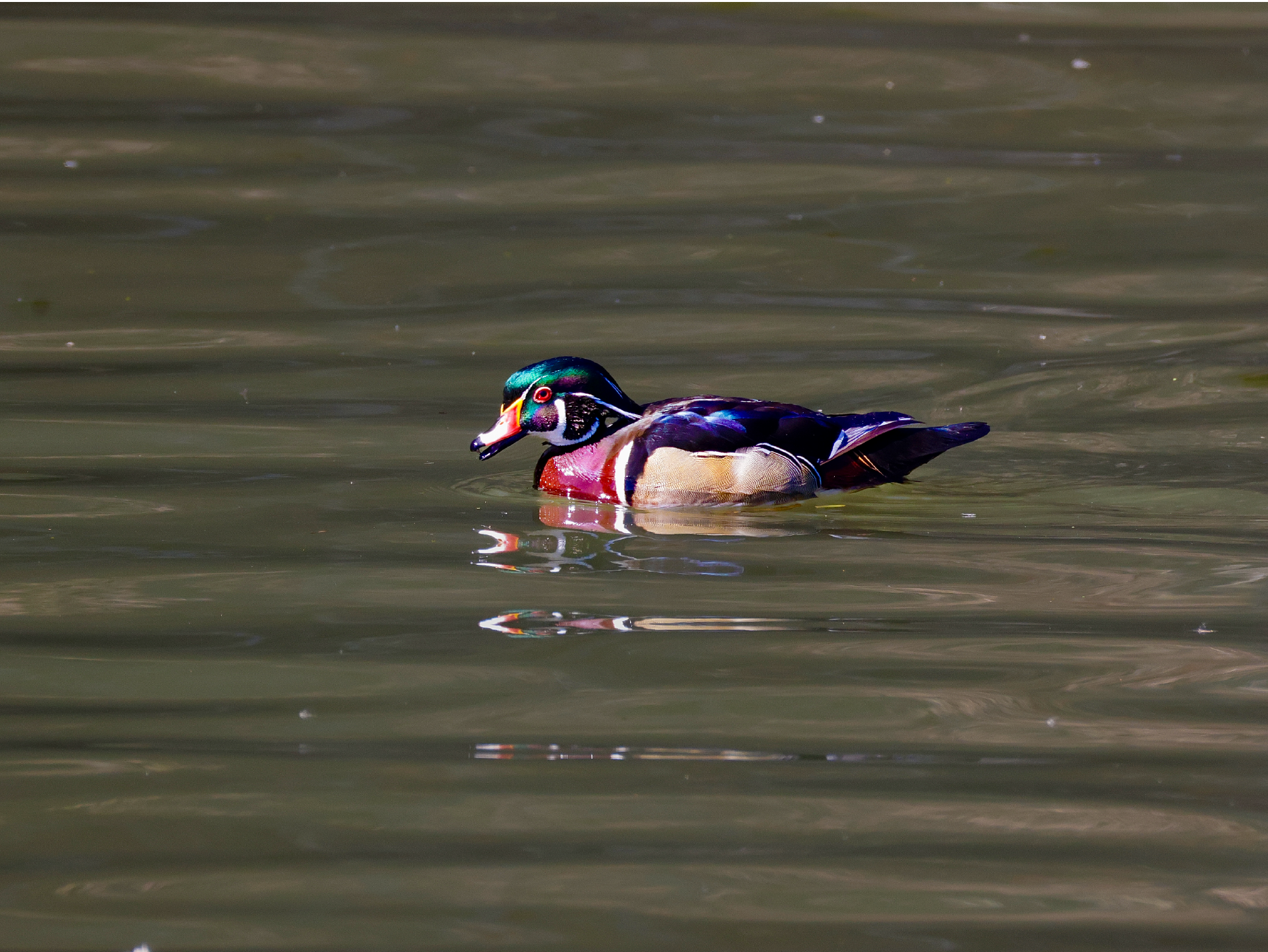 Wood Duck Reflections
