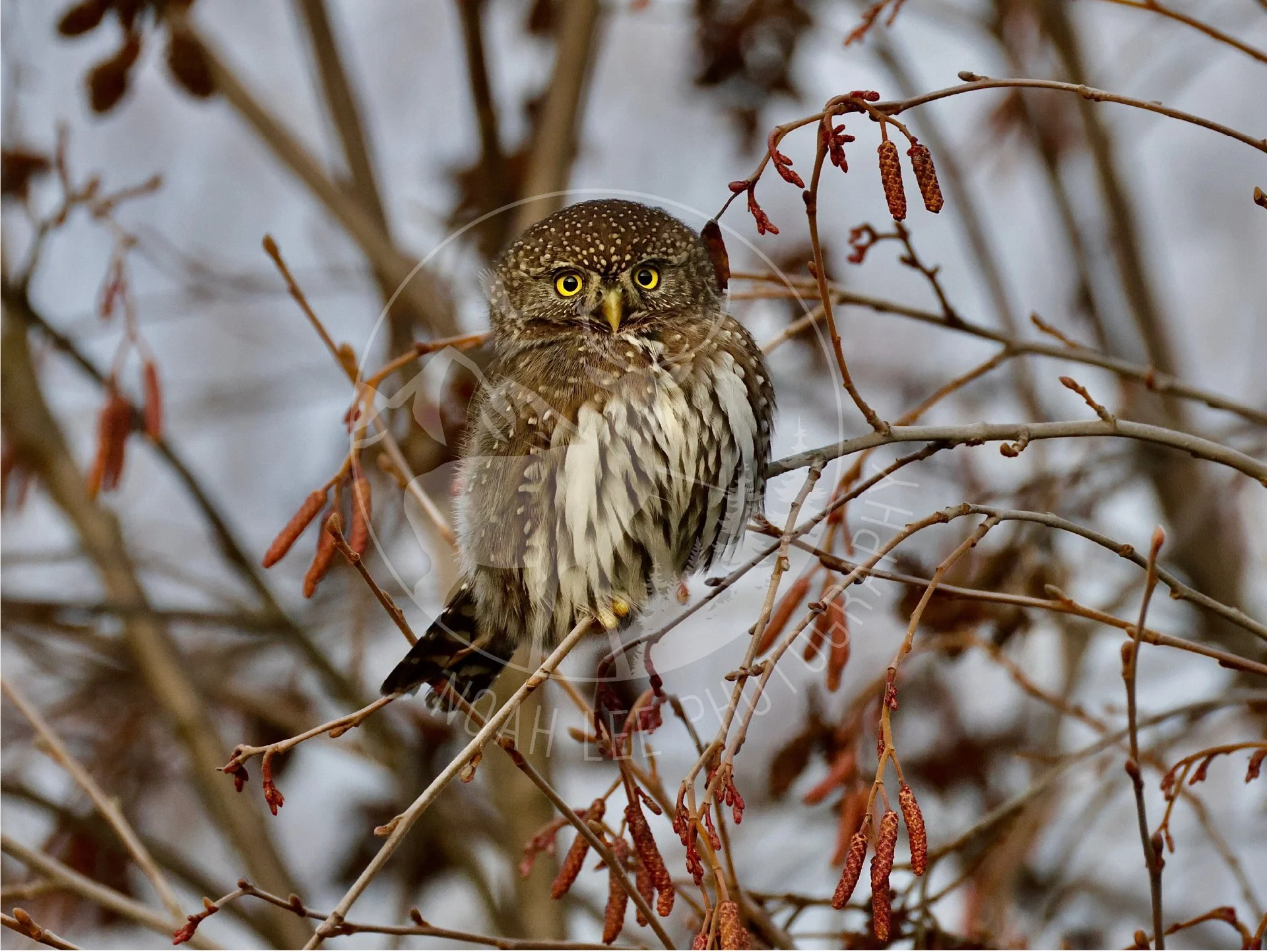 NEWWinterNorthernPygmyOwl - Web.JPG