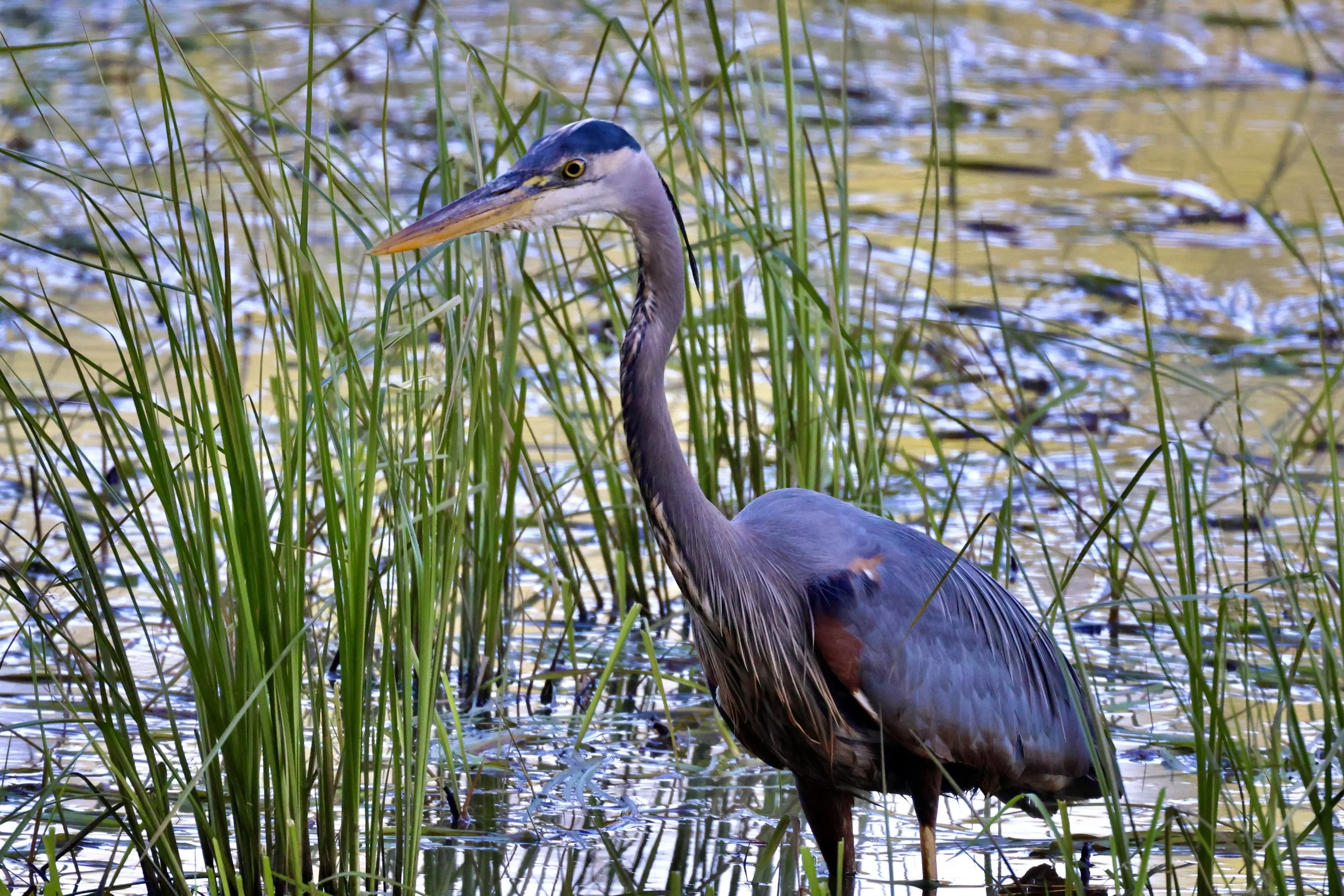 Great Blue Heron
