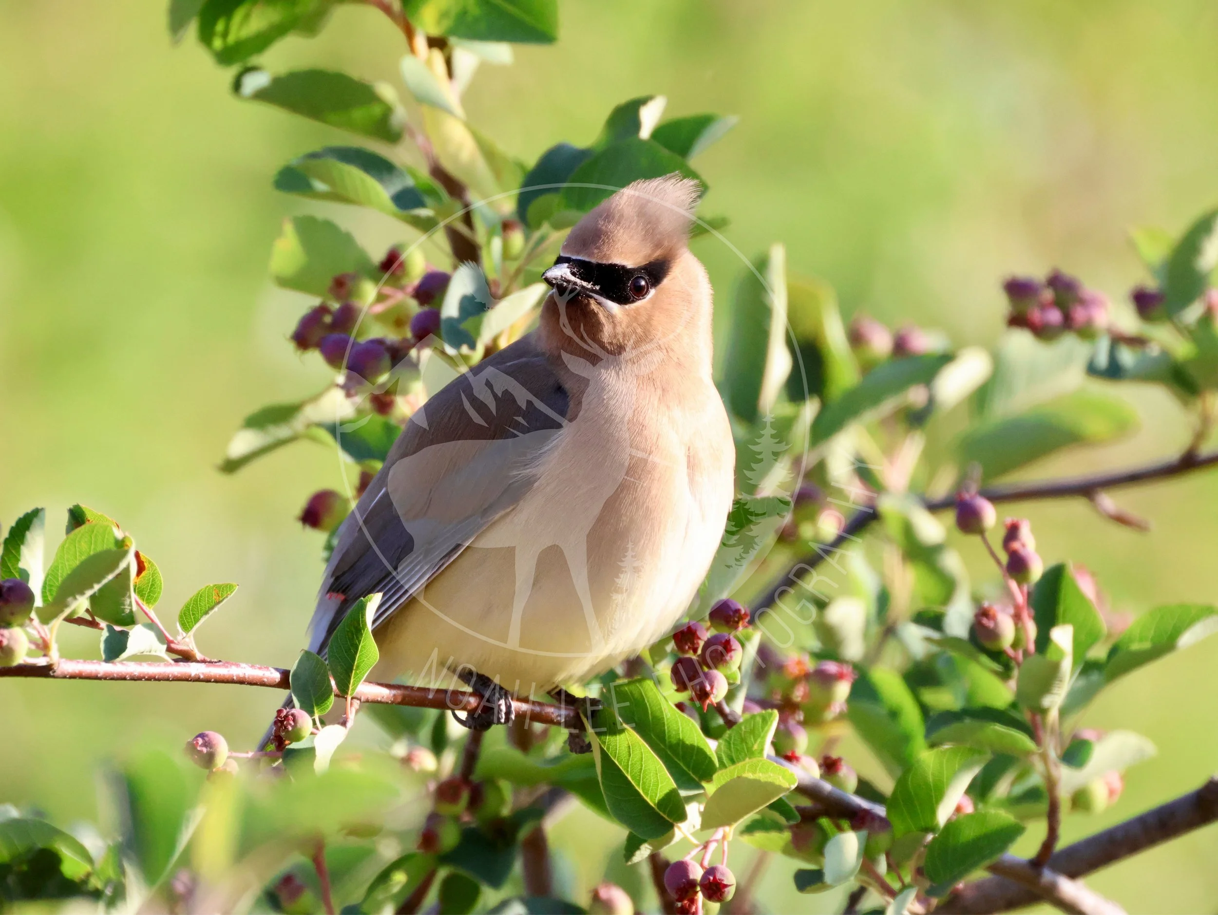 Cedar Waxwing 2 - Web.jpg