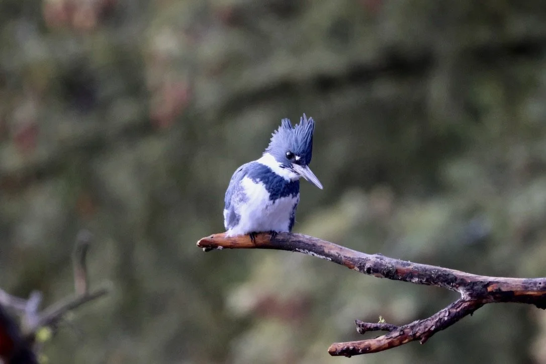 Kingfisher's Perch