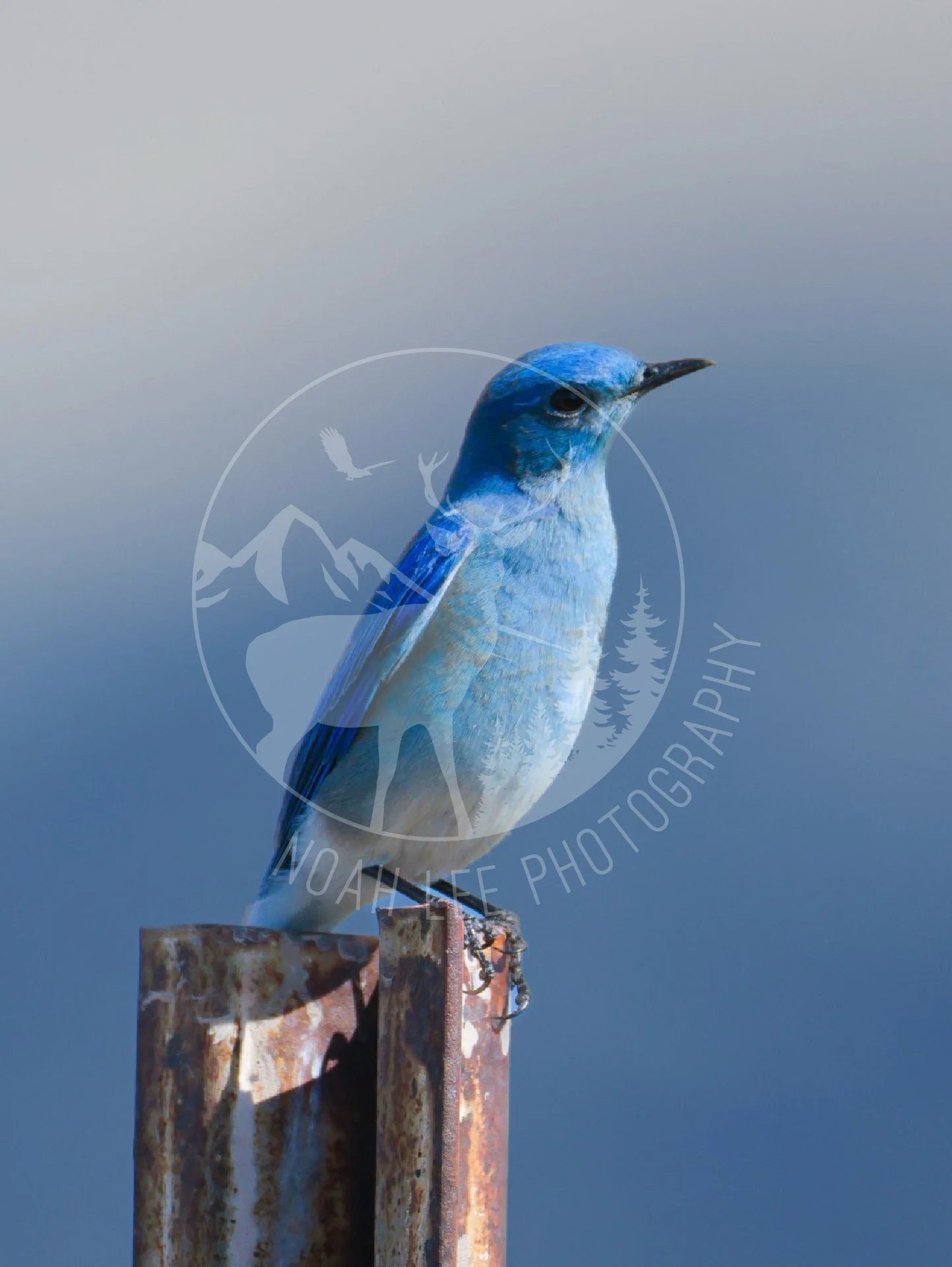 NEWMountainBluebird - Web.JPG