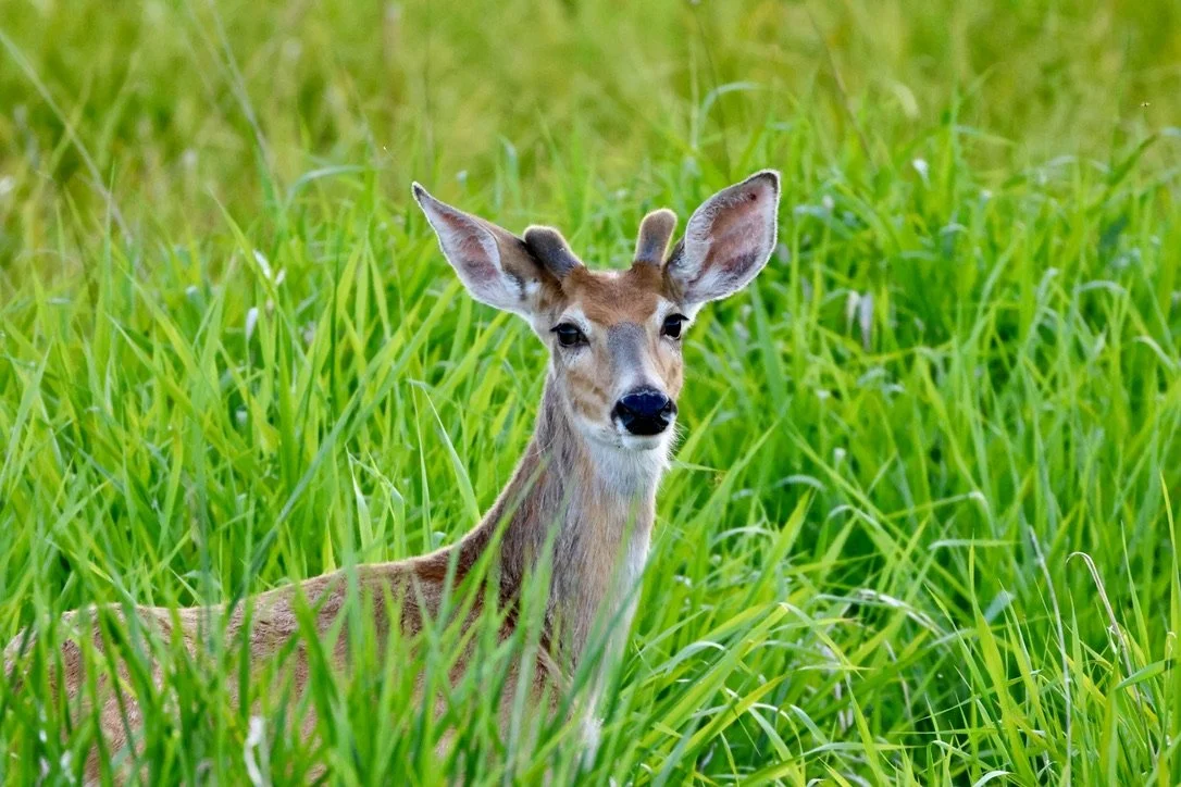 Young White-Tailed Deer Field