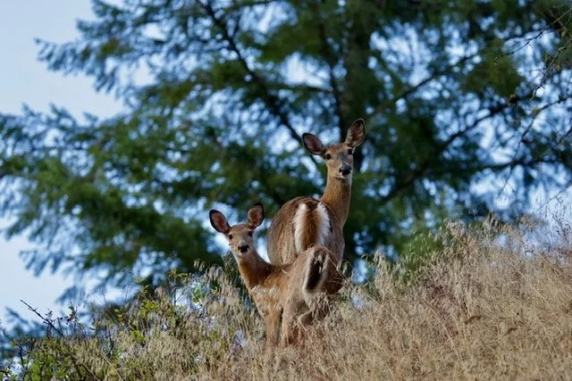 Whitetail Doe & Fawn