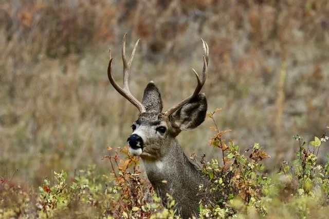 Mule Deer in Camo