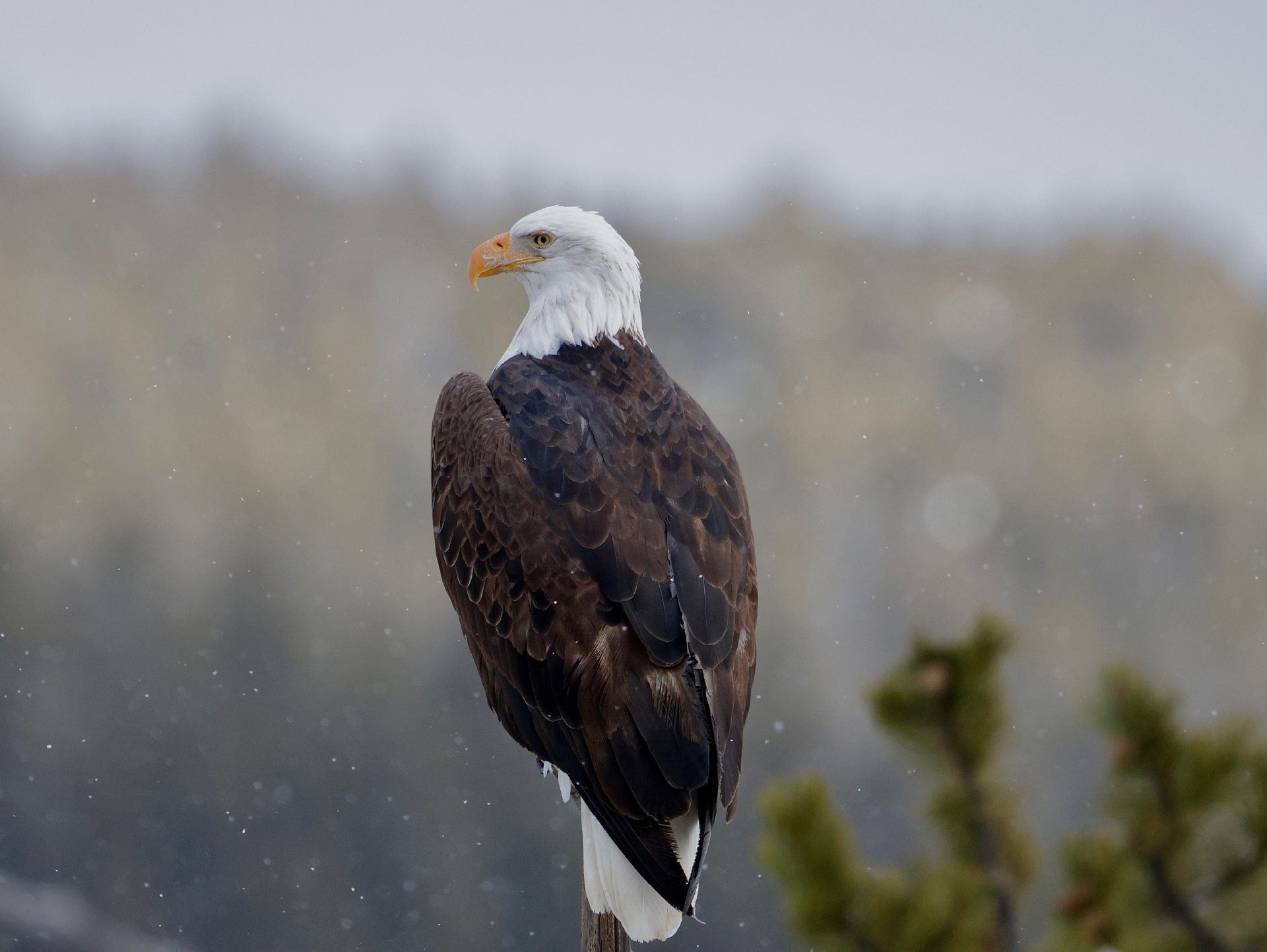 Shimmering Bald Eagle
