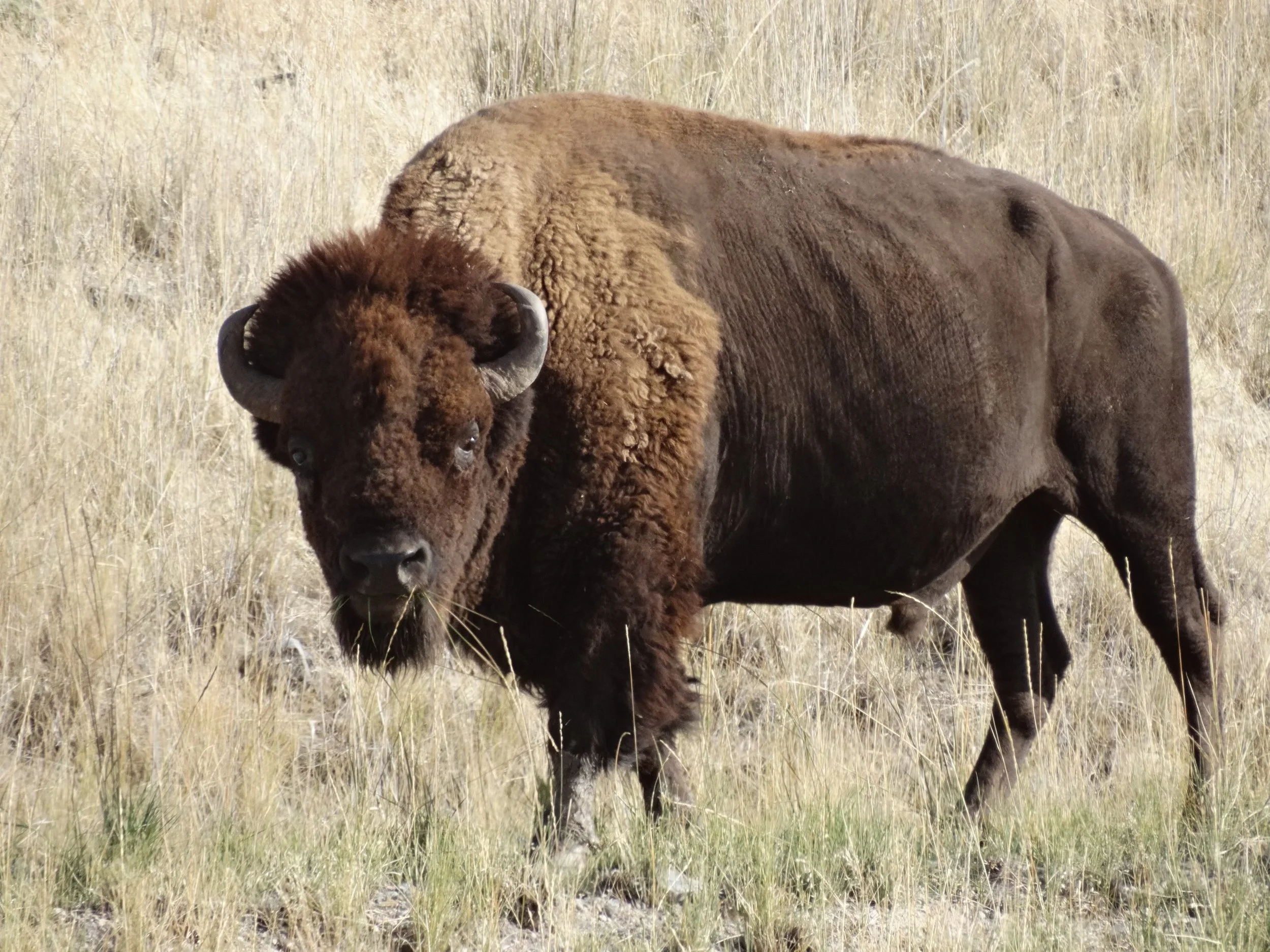 American Bison Bull