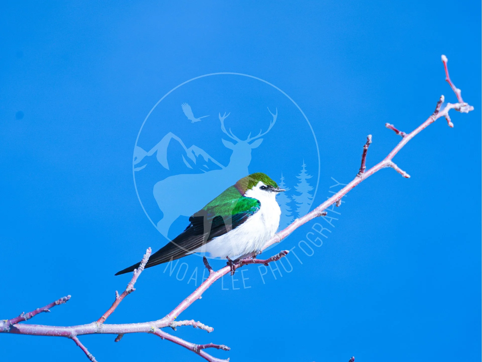 NEWVioletGreenSwallow - Web.JPG