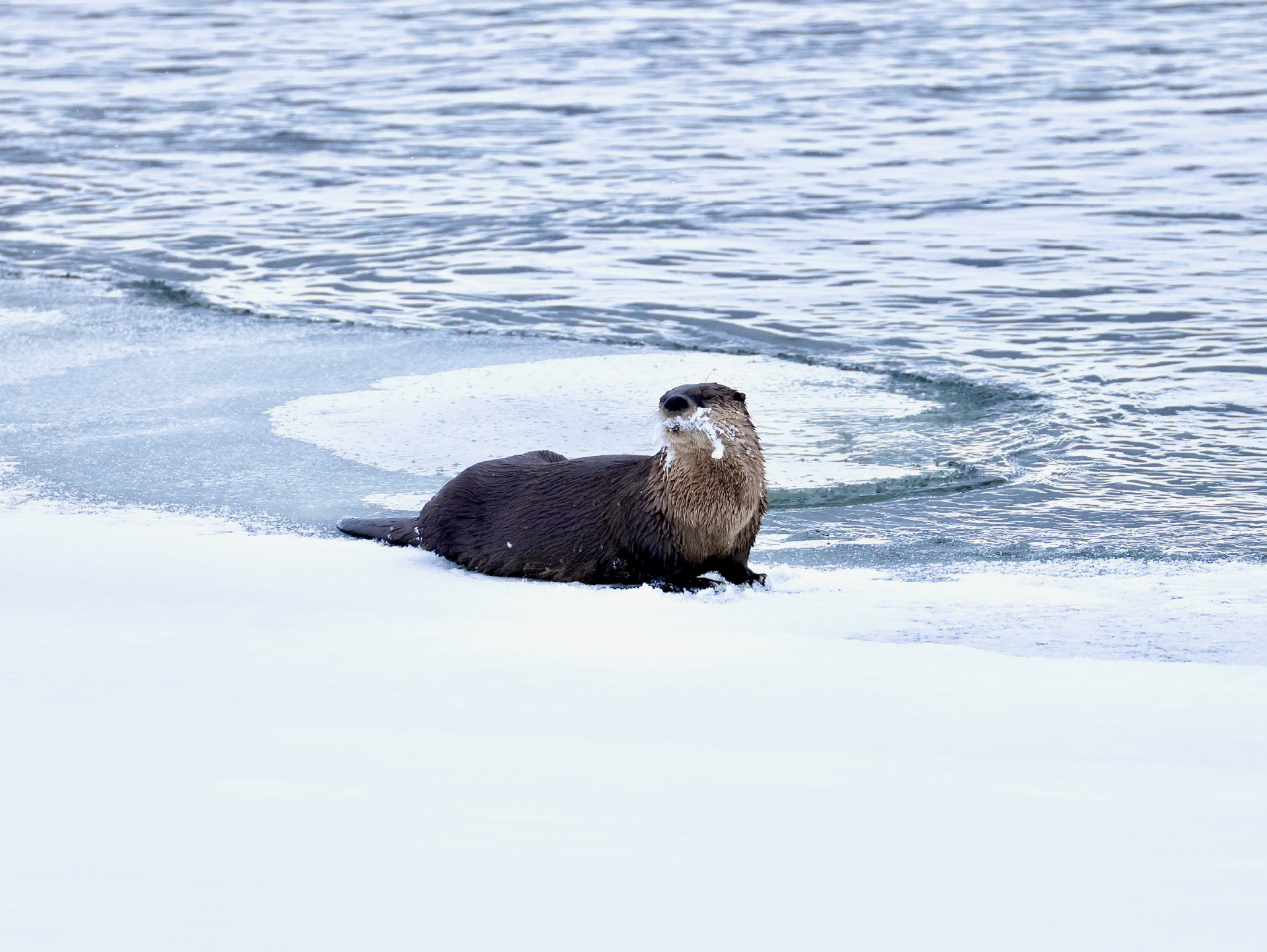 NEWSnowBeardedRiverOtter No Watermark - Web.png