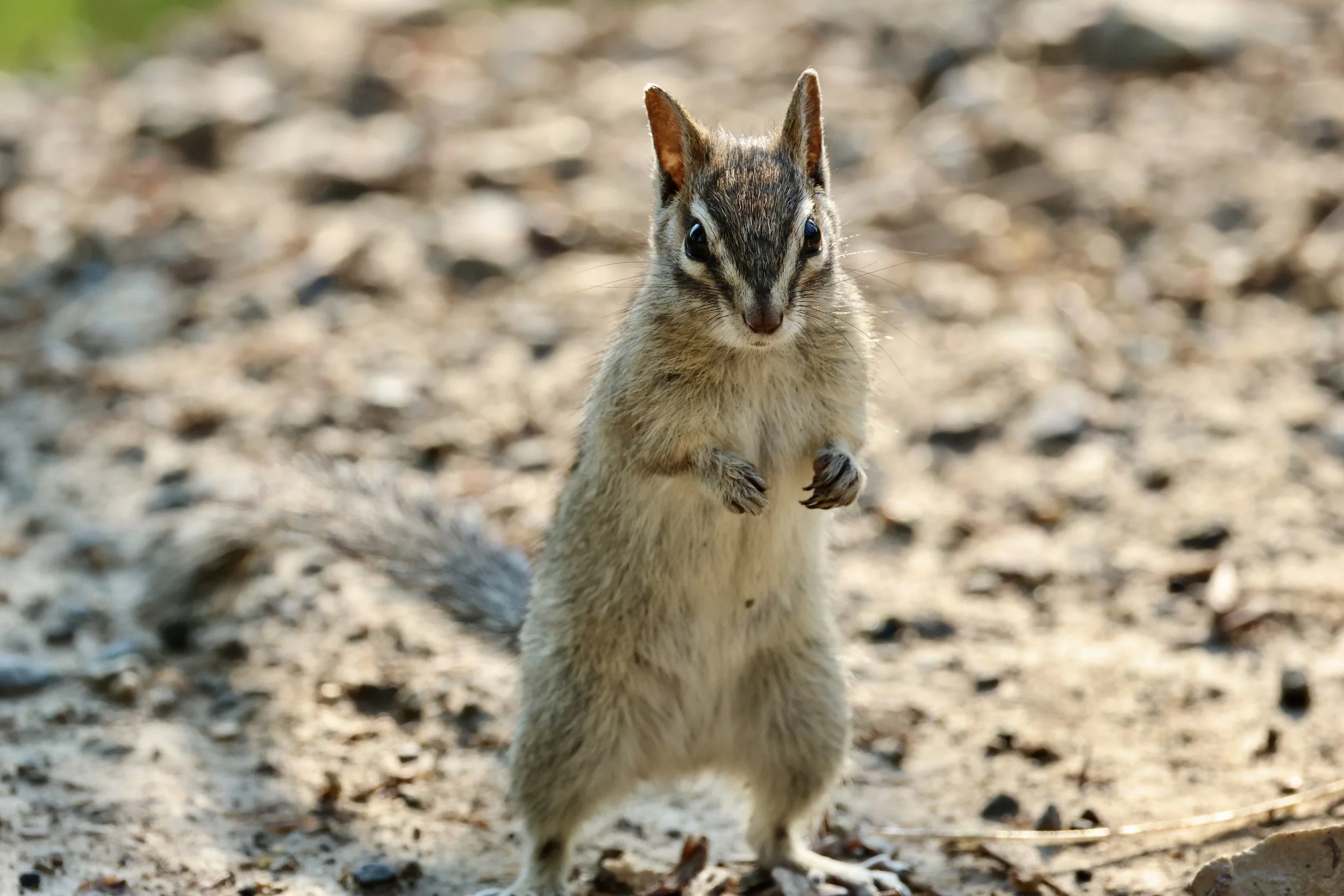 Chipmunk Spunk
