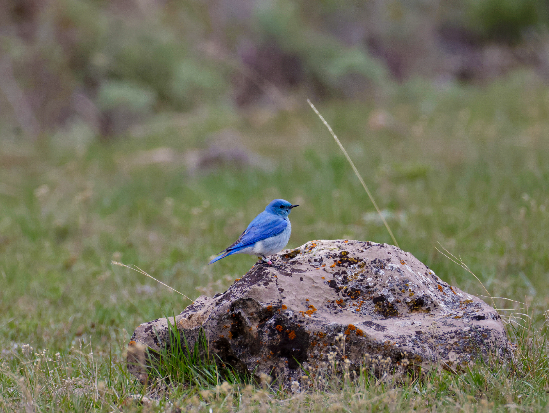 Mountain Bluebird Perch