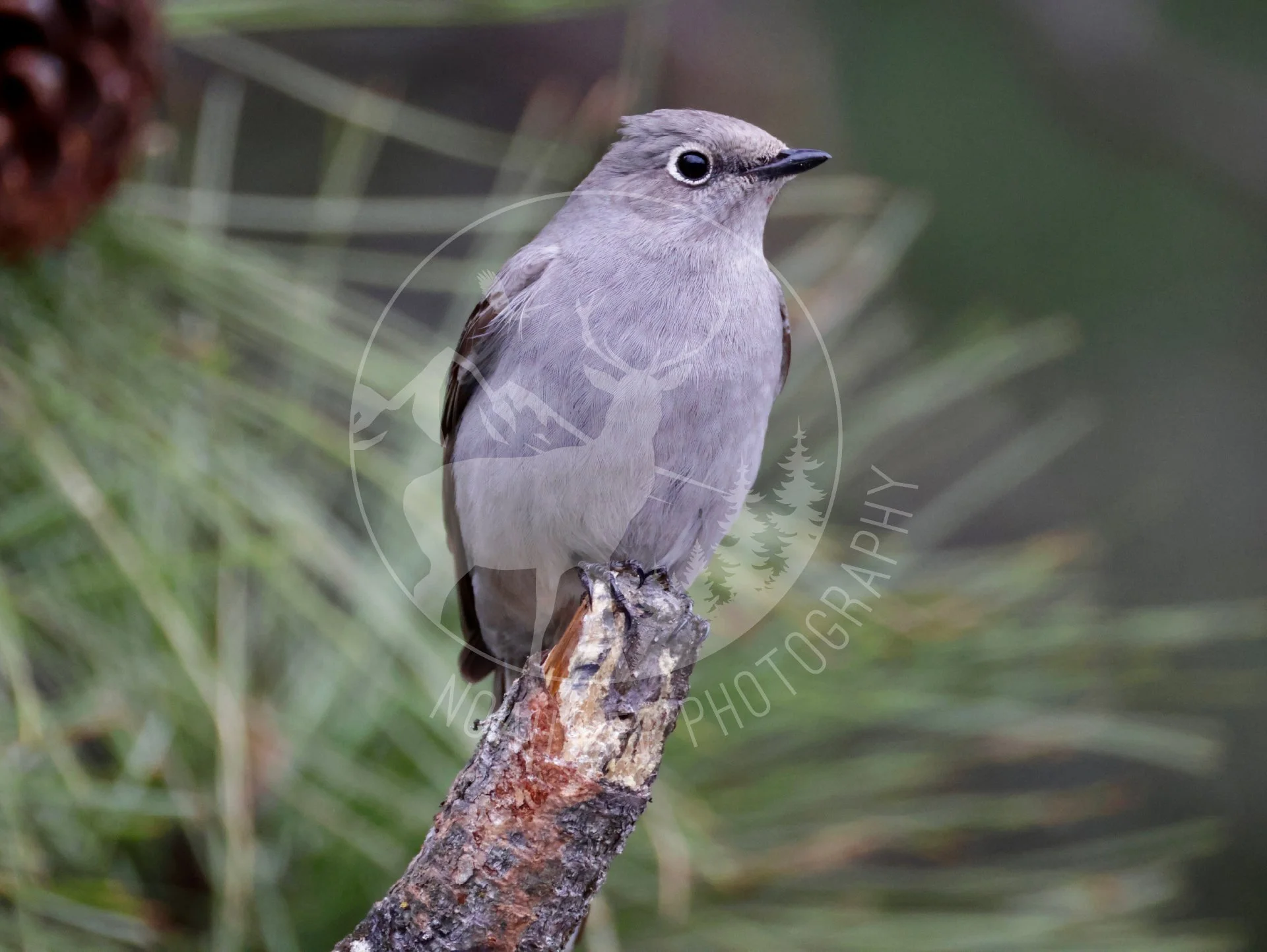 NEWTownsend'sSolitaire - Web.JPG