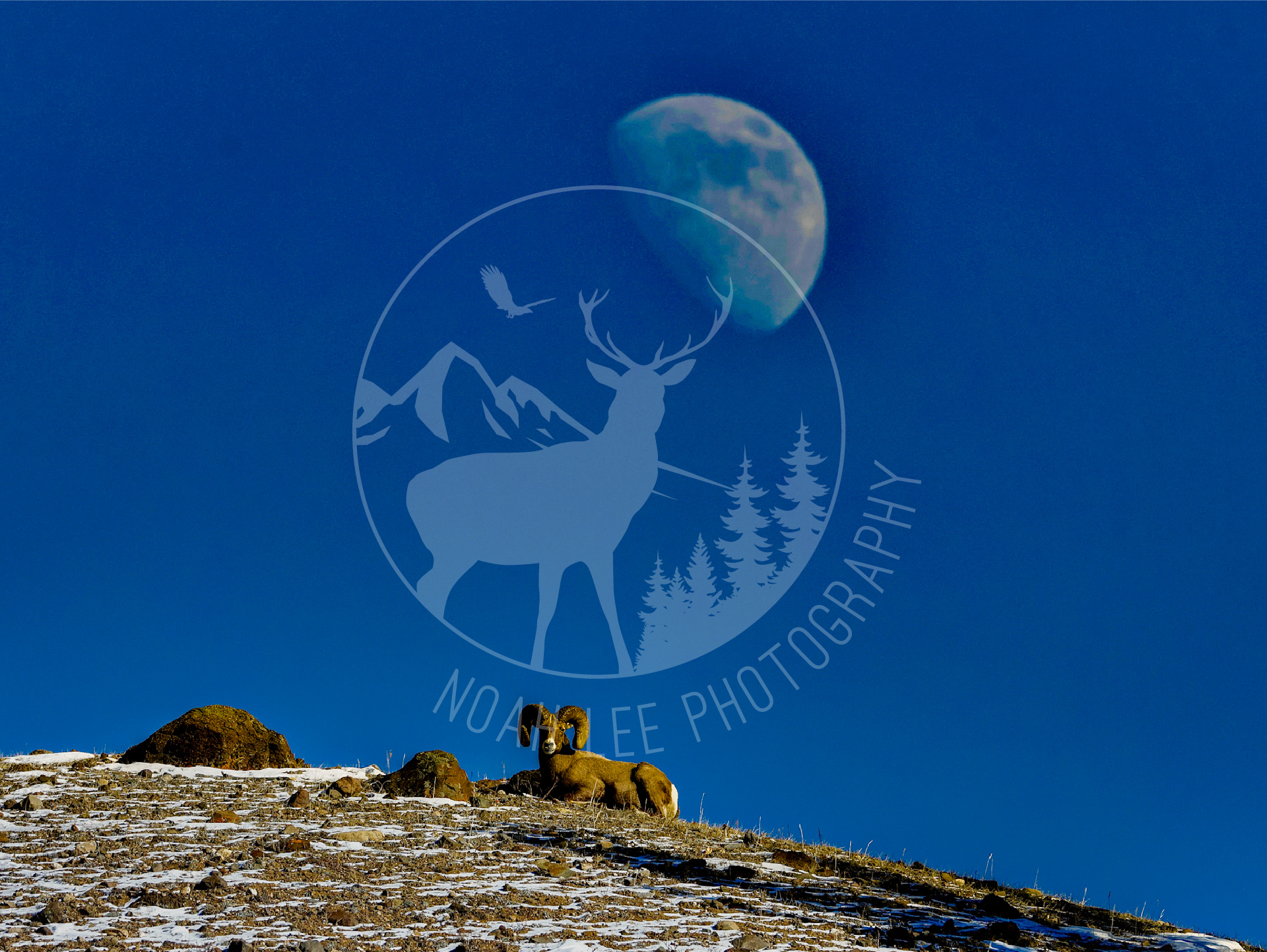 NEWBighornMoon - Web.png