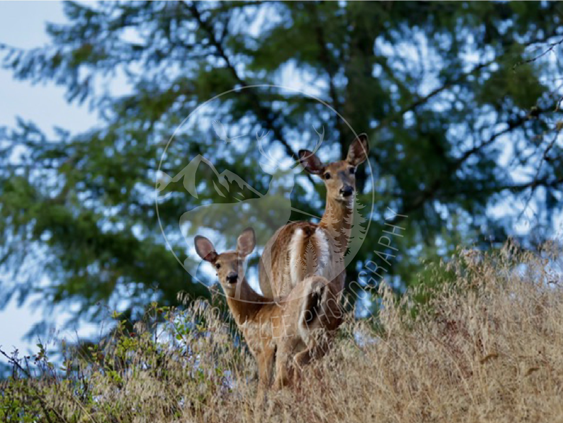 Whitetail Doe & Fawn - Web.jpg
