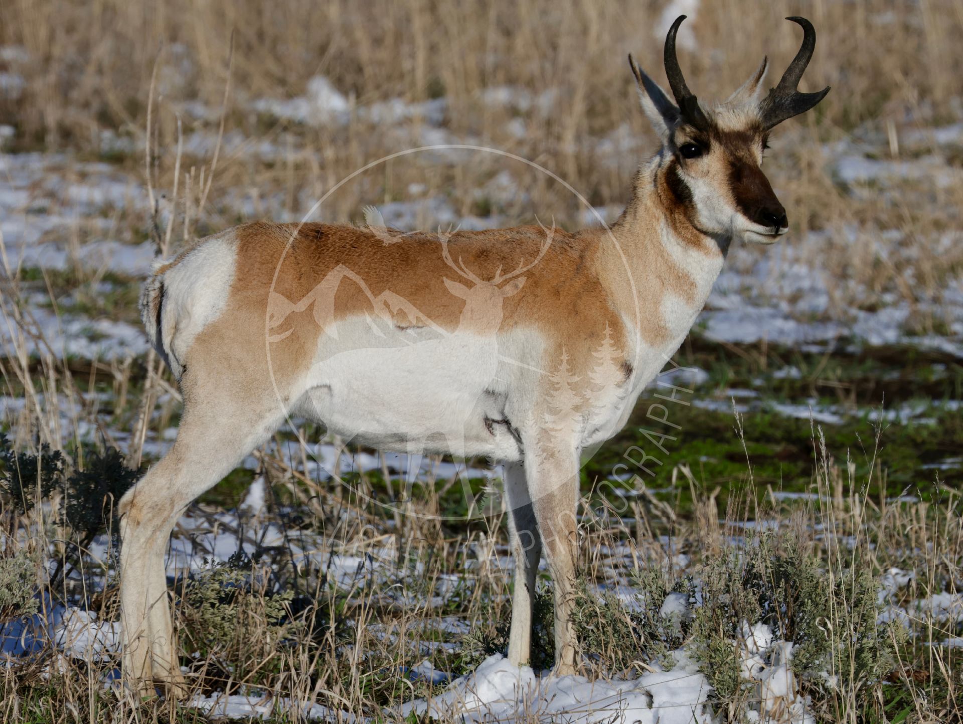 Pronghorn on Alert - Web.png