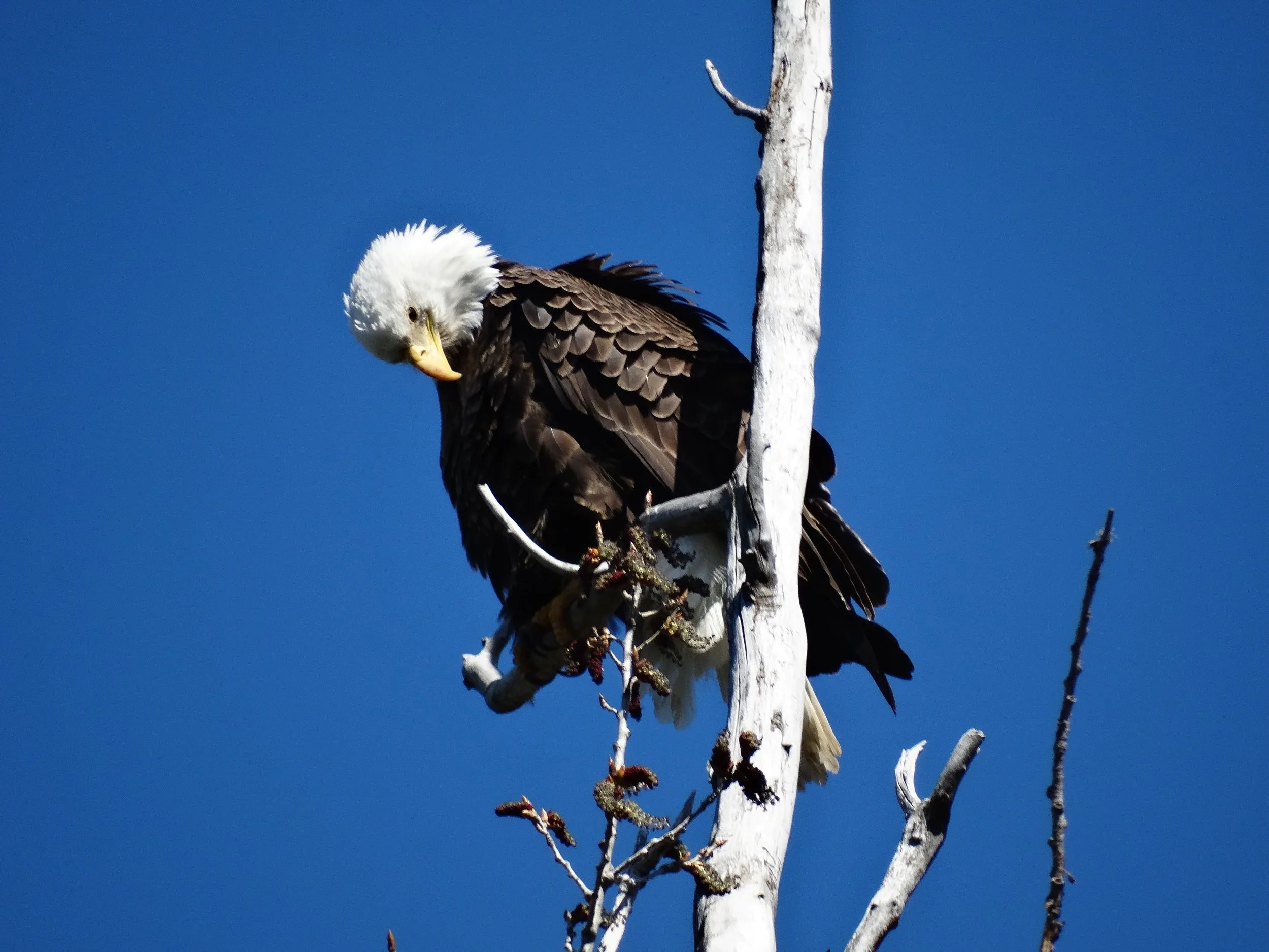 Regal Bald Eagle