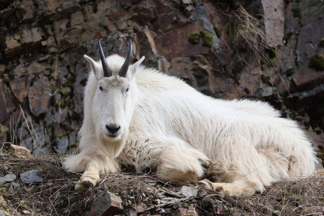 Rocky Mountain Goat
