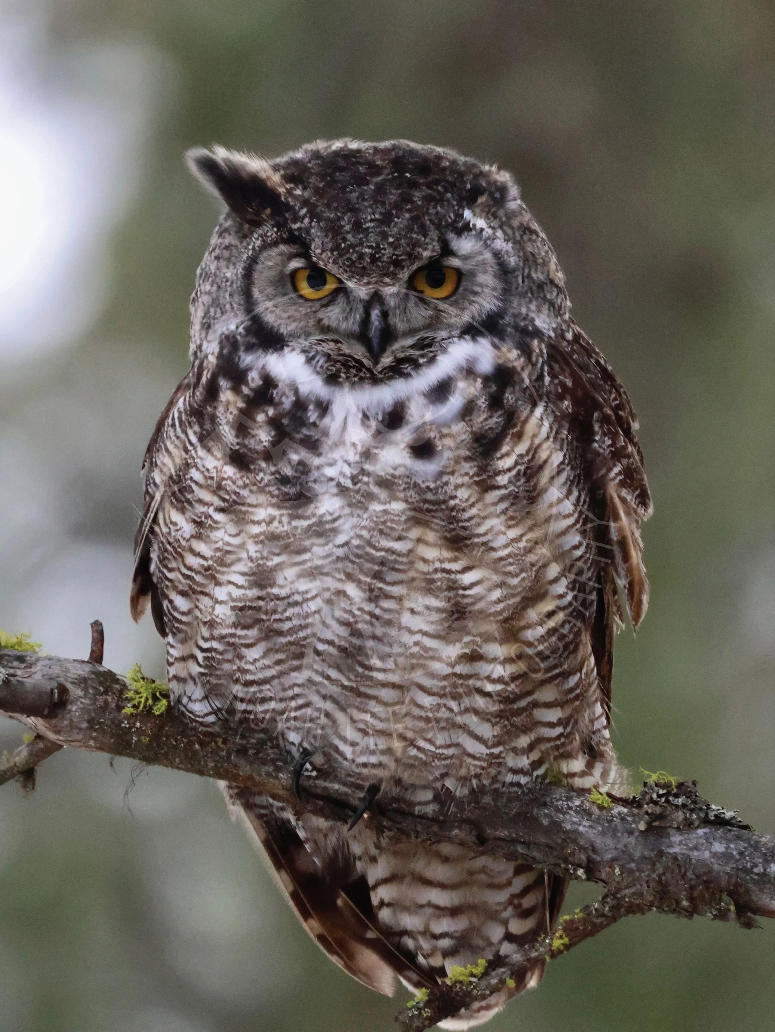 Great Horned Owl - Web.jpg