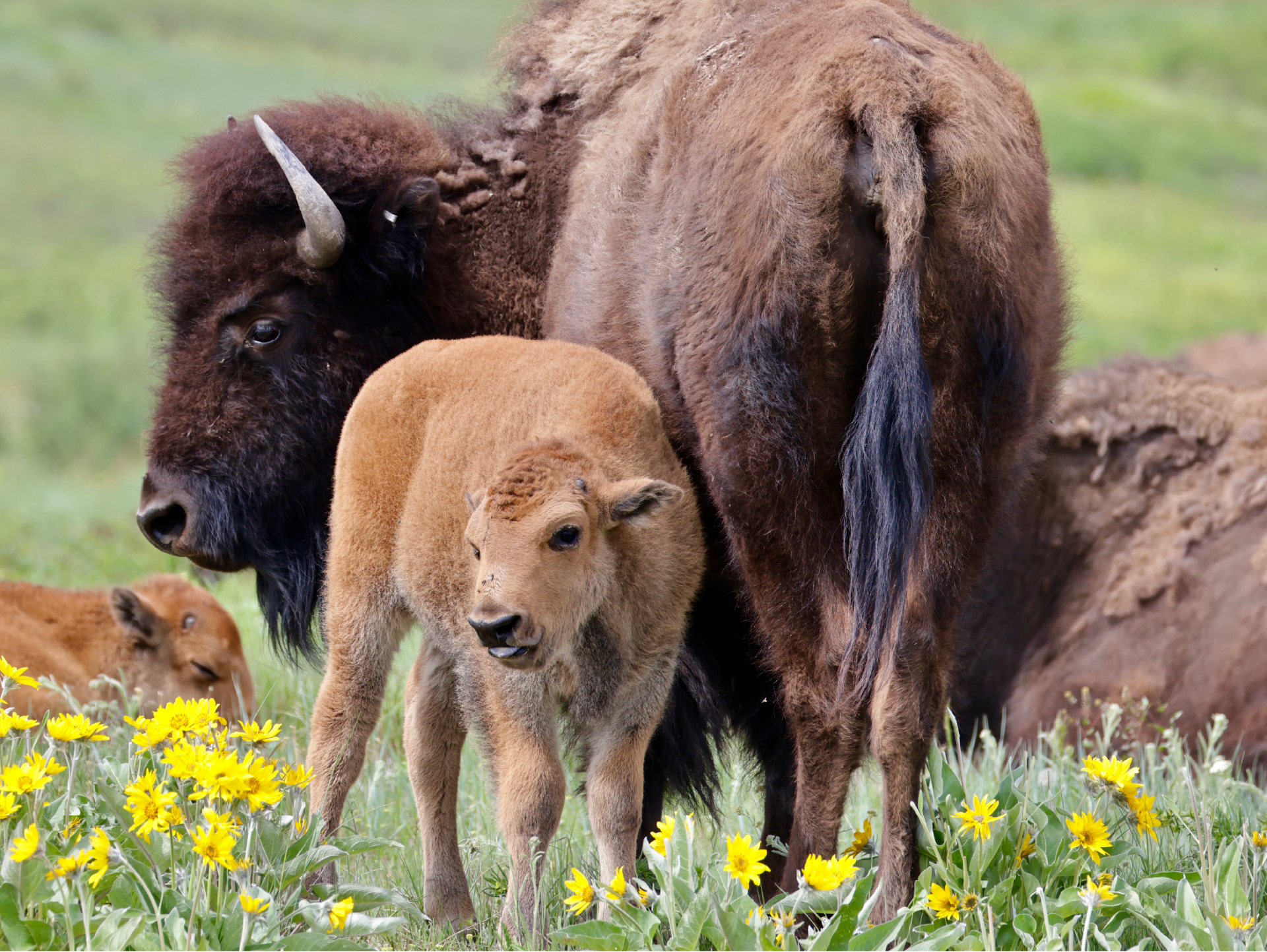 Family Portrait
