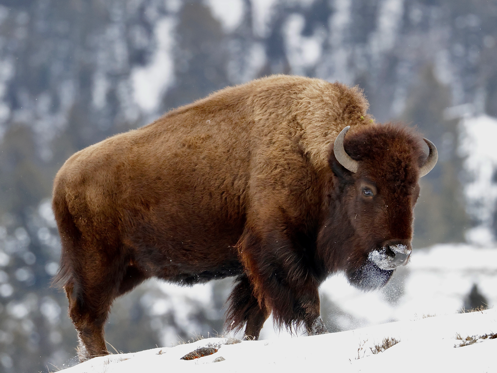 Frosty Bison in Color