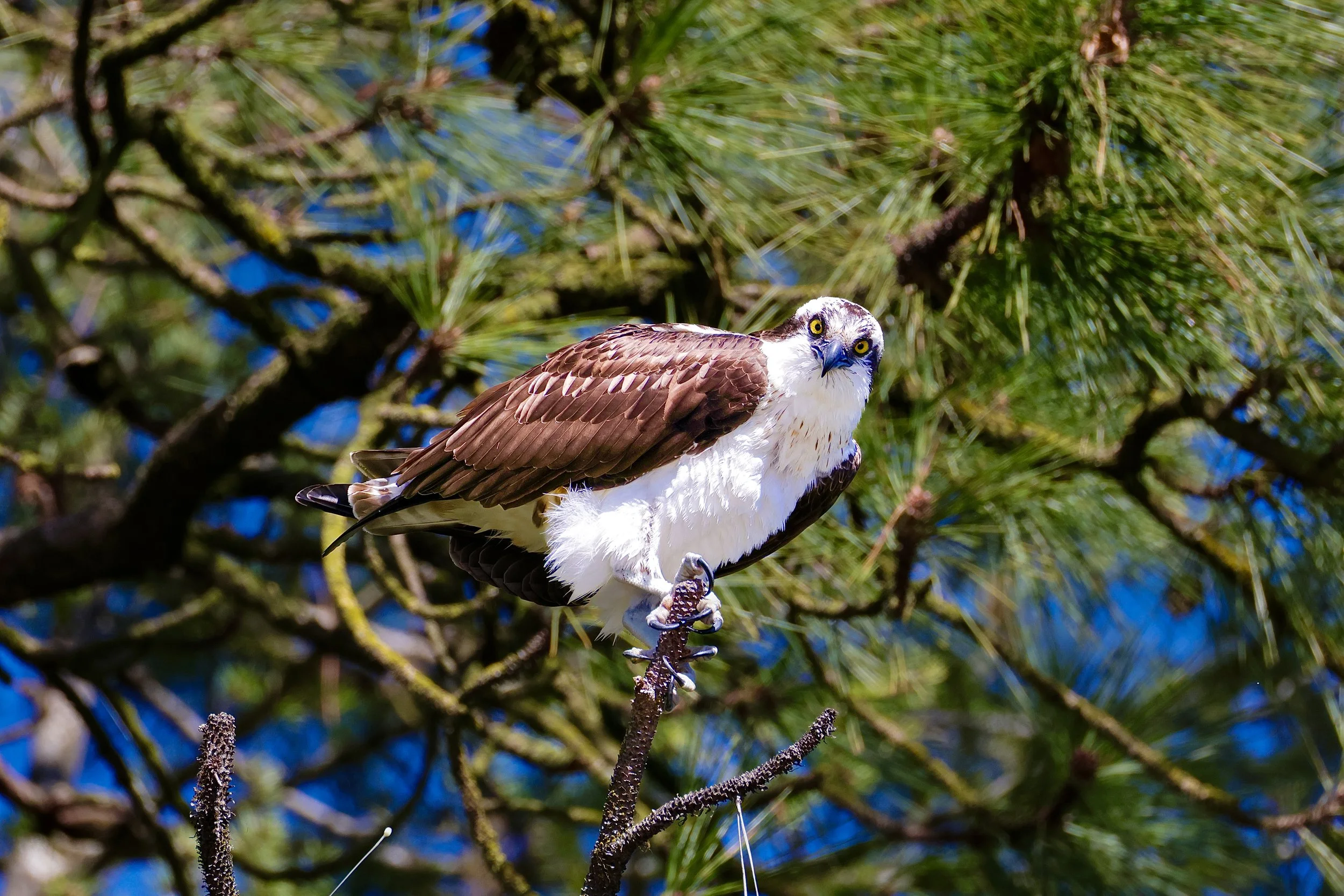 Osprey