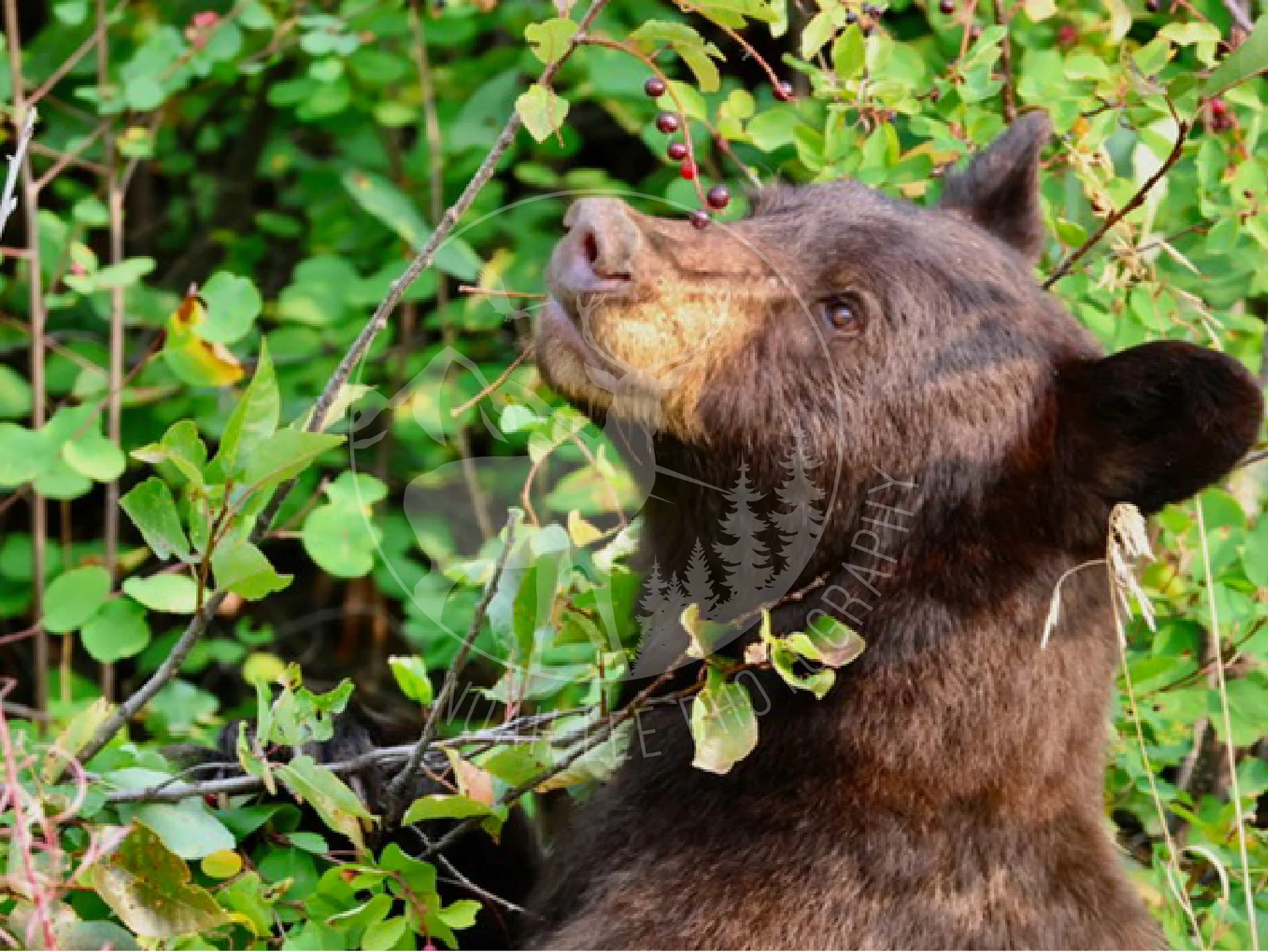 Black Bear - Web.jpg