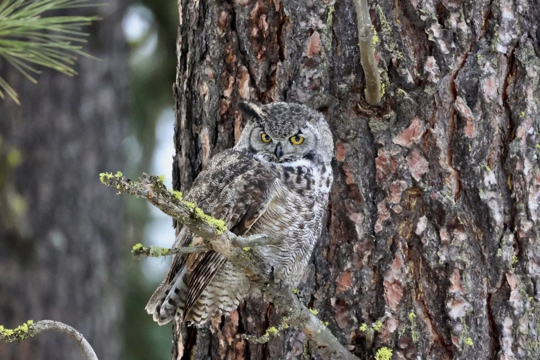 Great Horned Owl Staredown