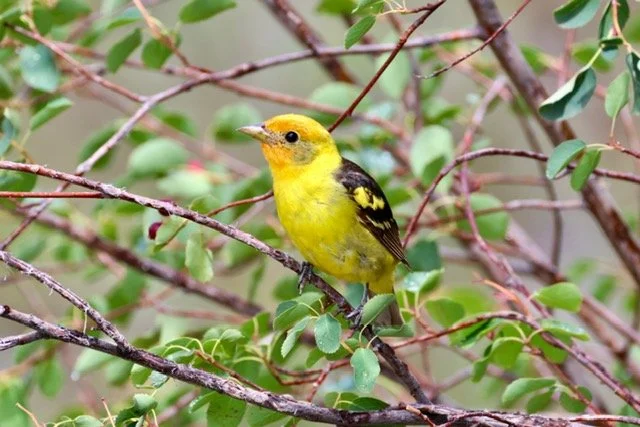 Western Tanager