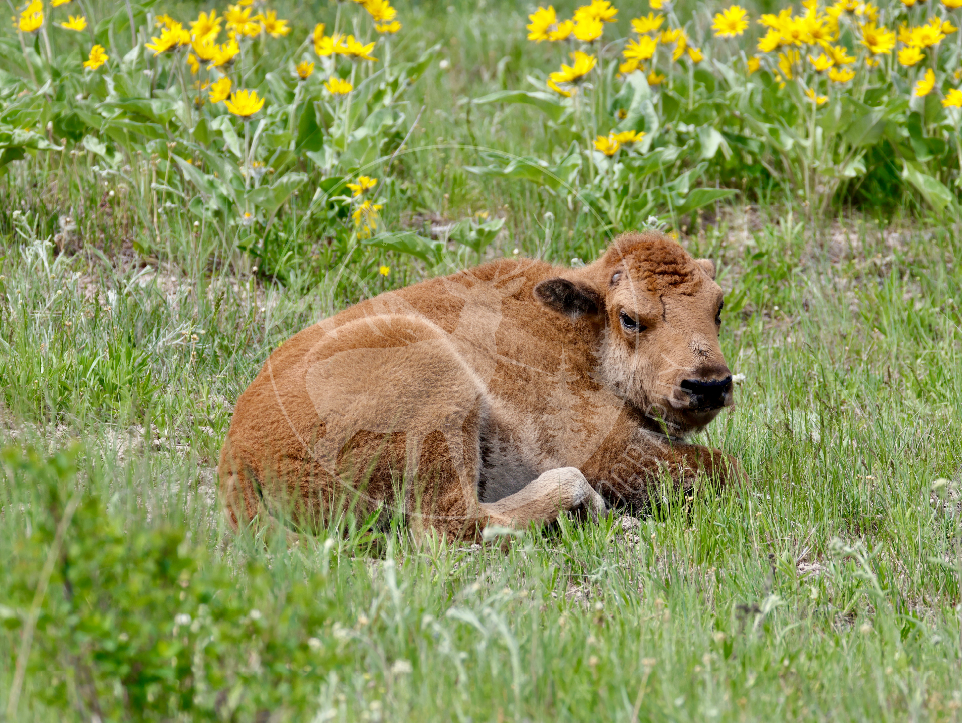 Resting Red Dog - Web.png