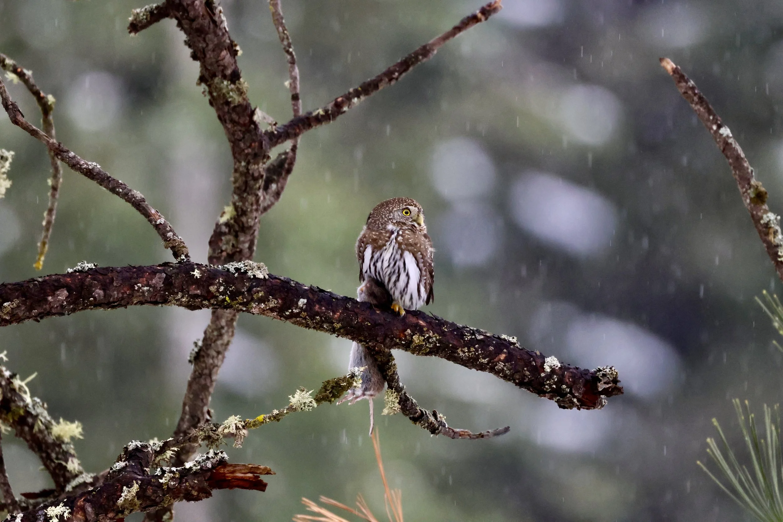 Northern Pygmy Owl with Prey