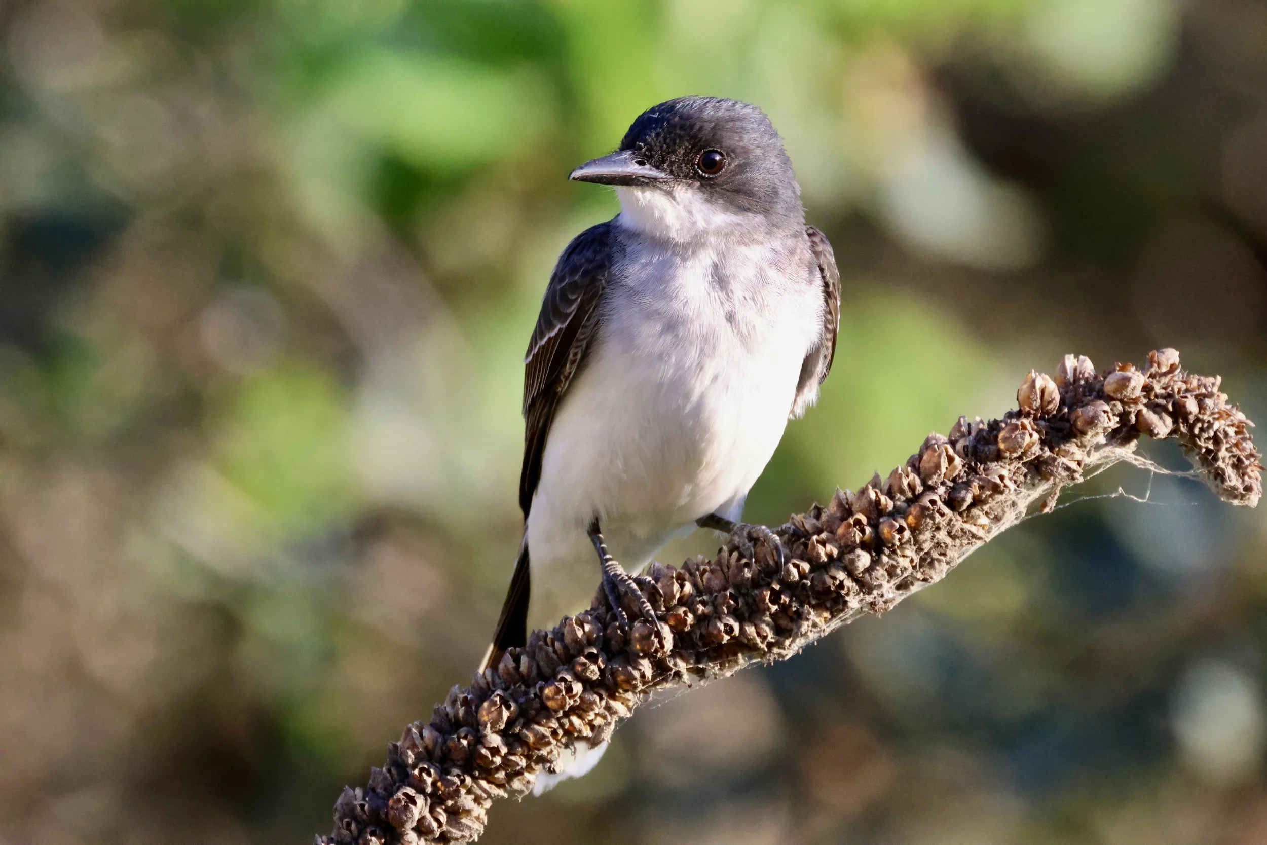 Eastern Kingbird