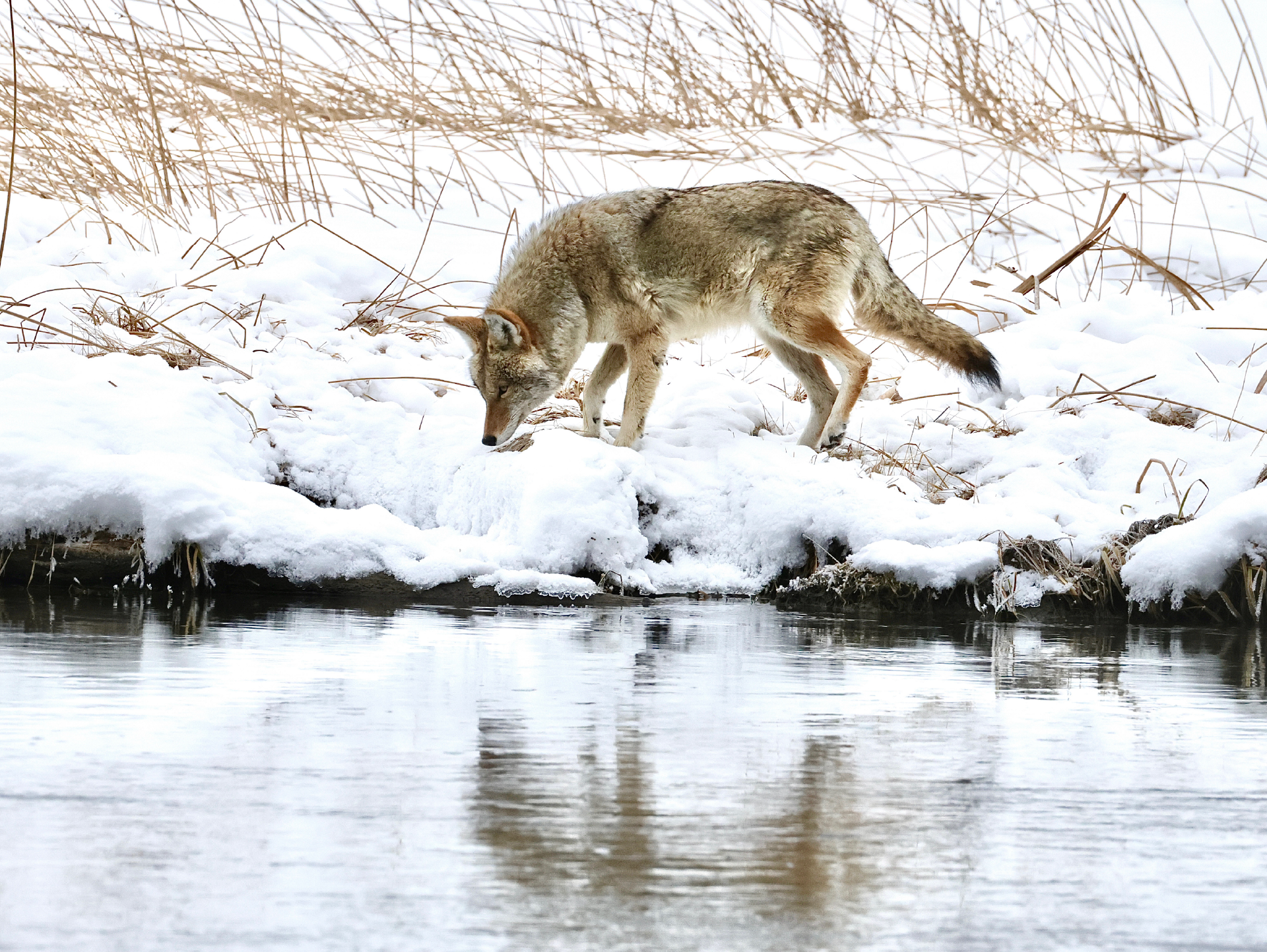 NEWCoyoteReflection No Watermark -Web.png