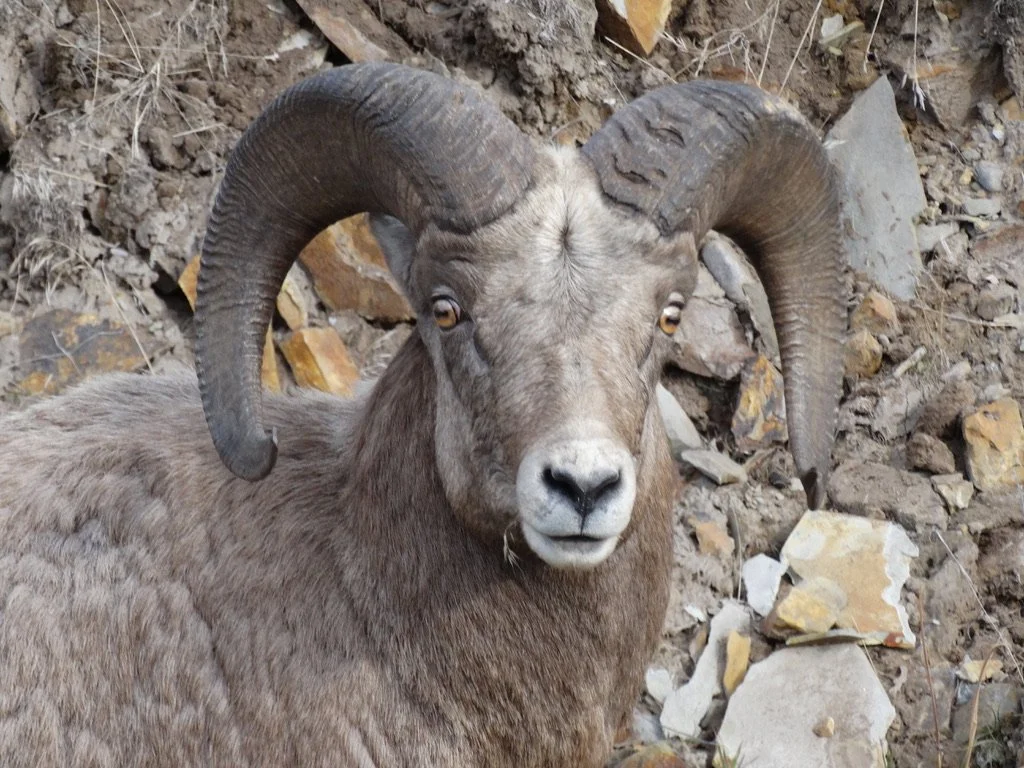 Big Horn in the Rockies