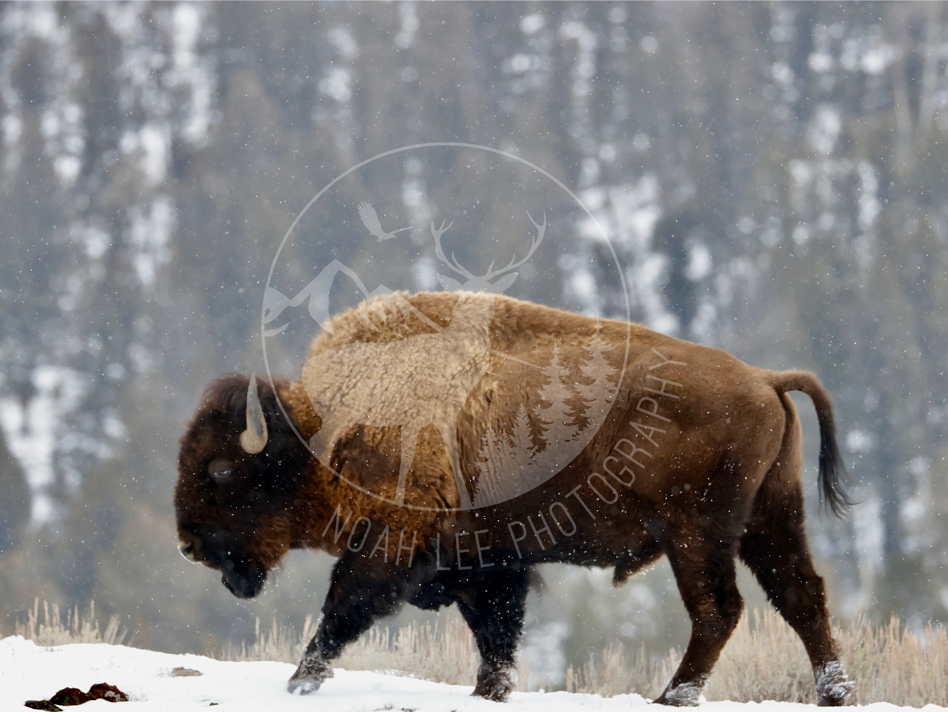 Snowy Bison 3 - Web-2.png