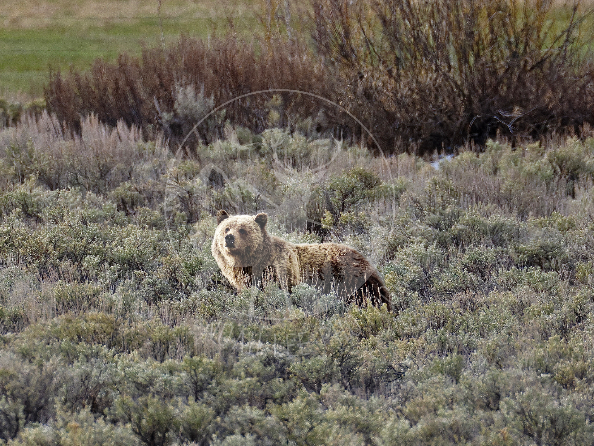 Sow Grizzly Bear - Web.png