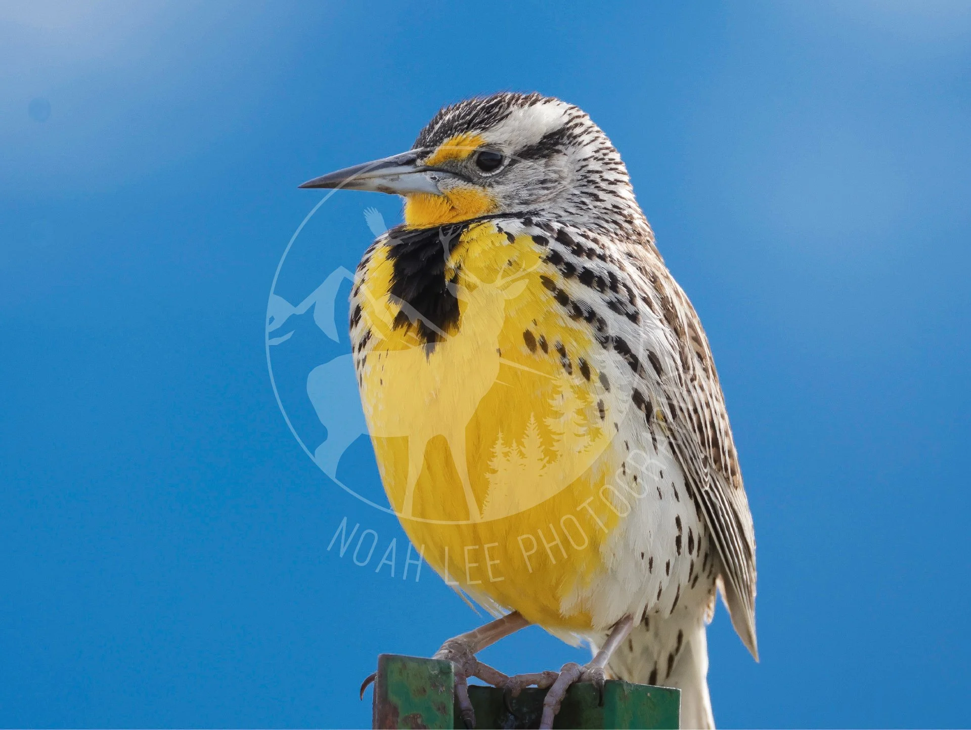 NEWWesternMeadowlark - Web.JPG
