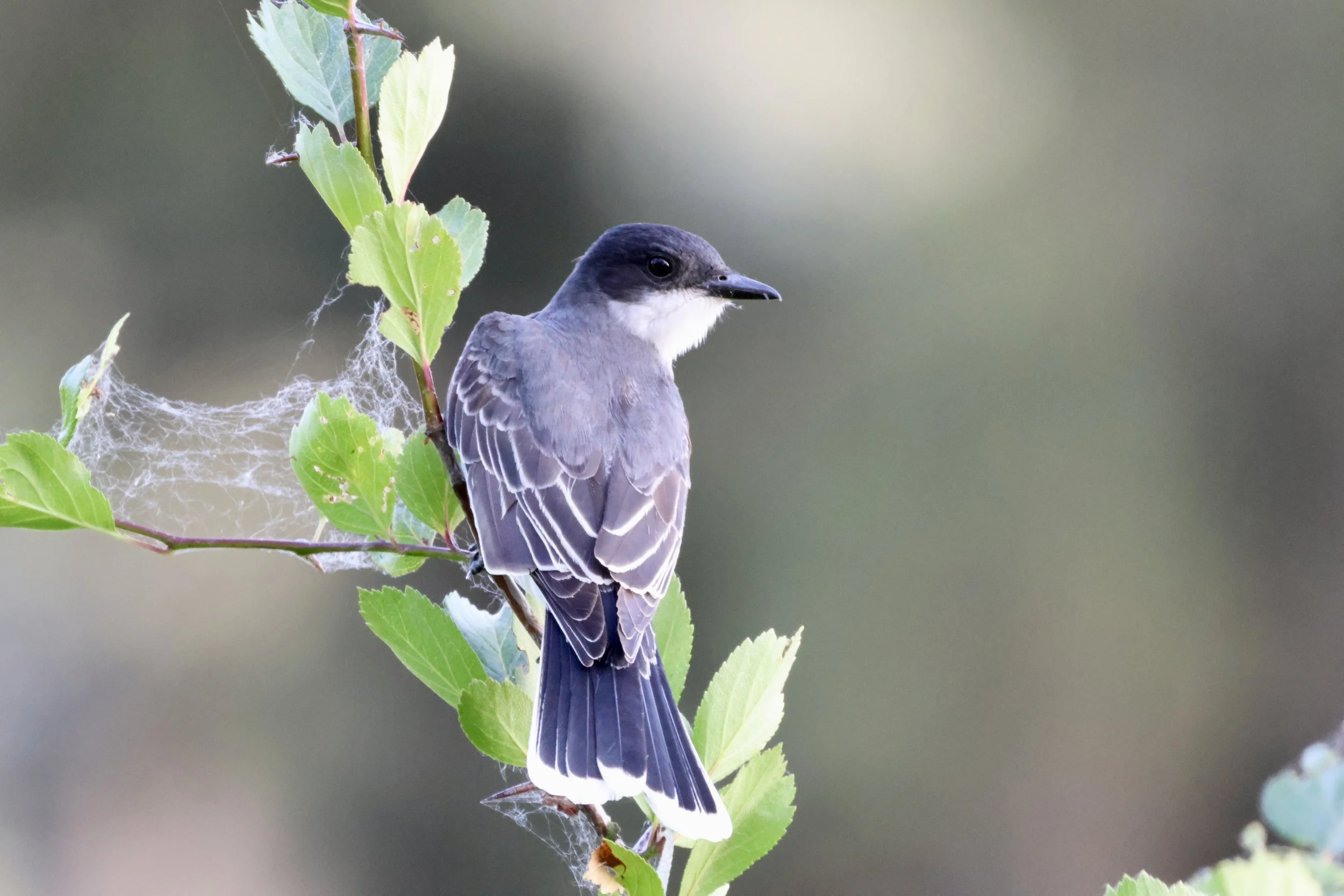 Eastern Kingbird Profile