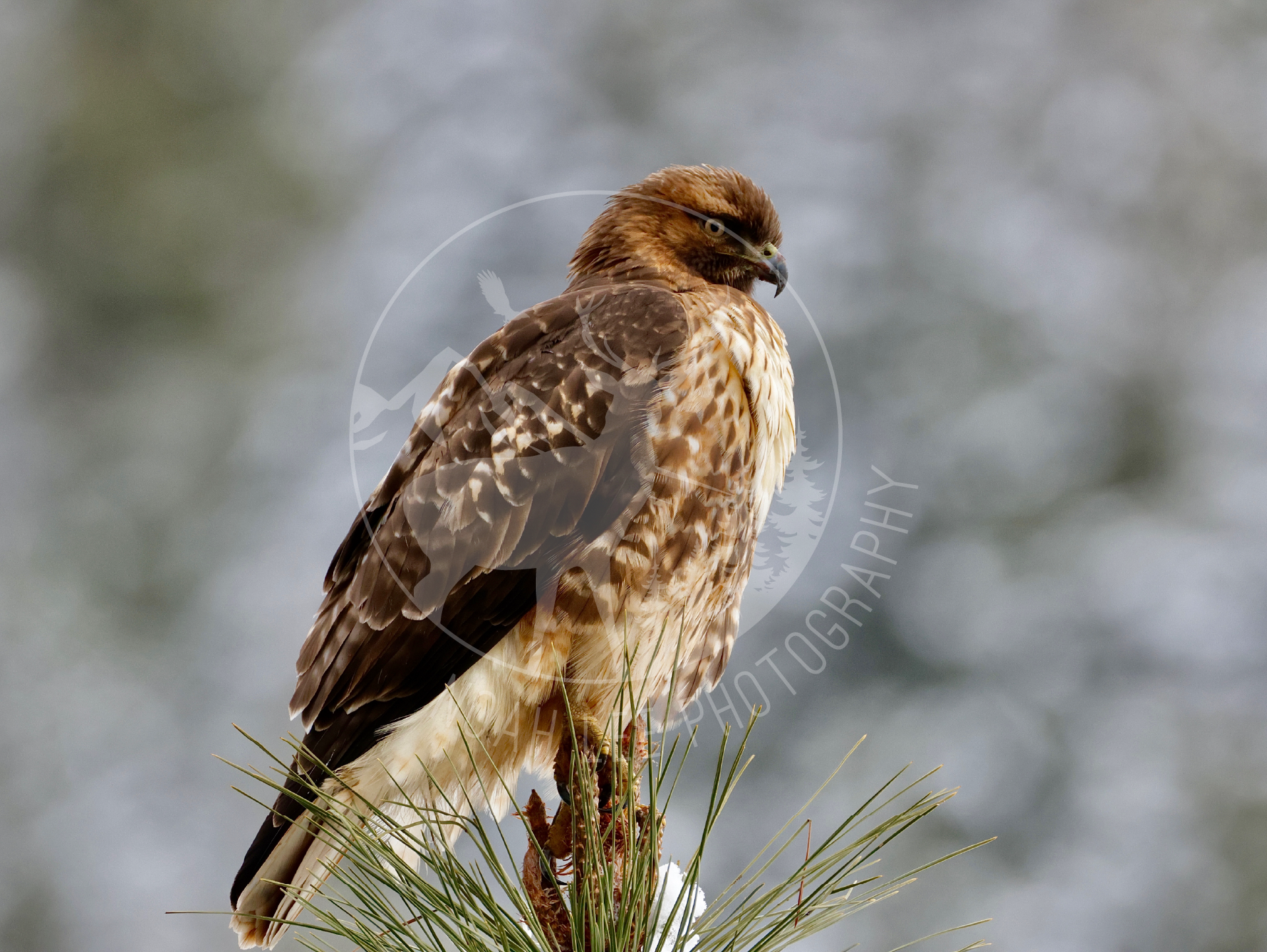 NEWRedTailedHawkWatchman Web.png