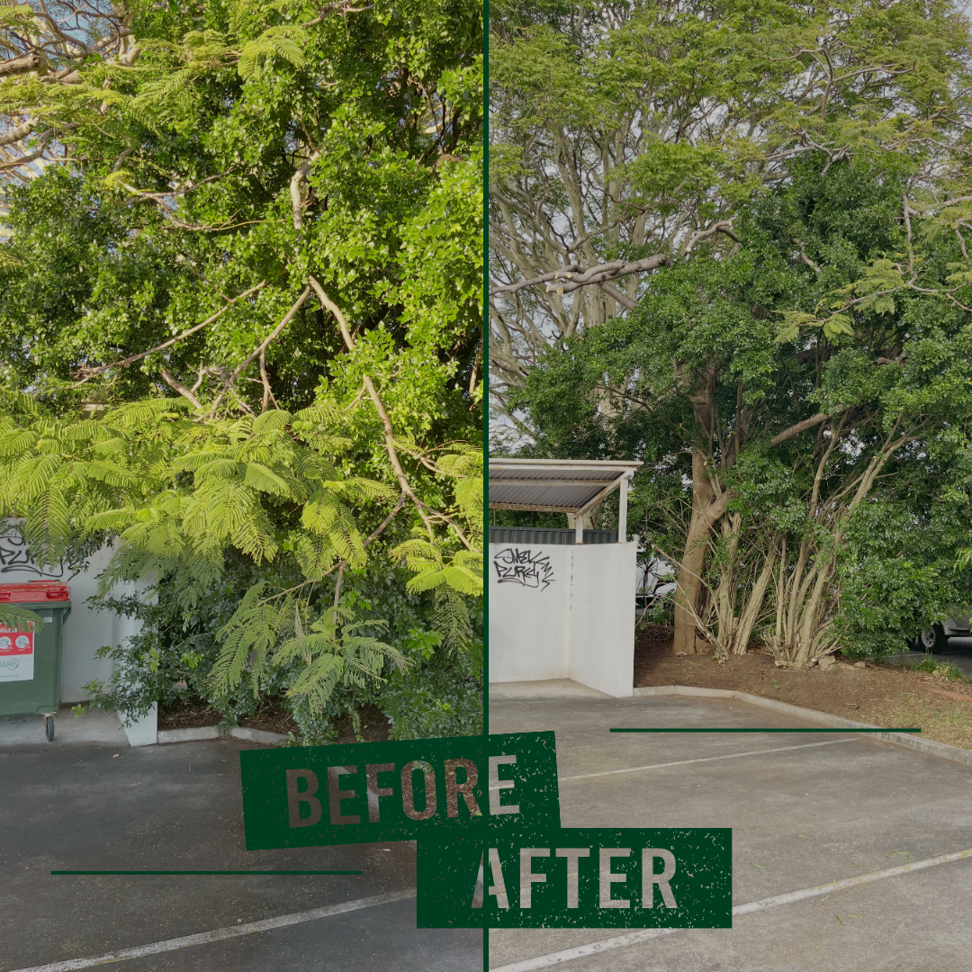 Tree Pruning & Tree Trimming