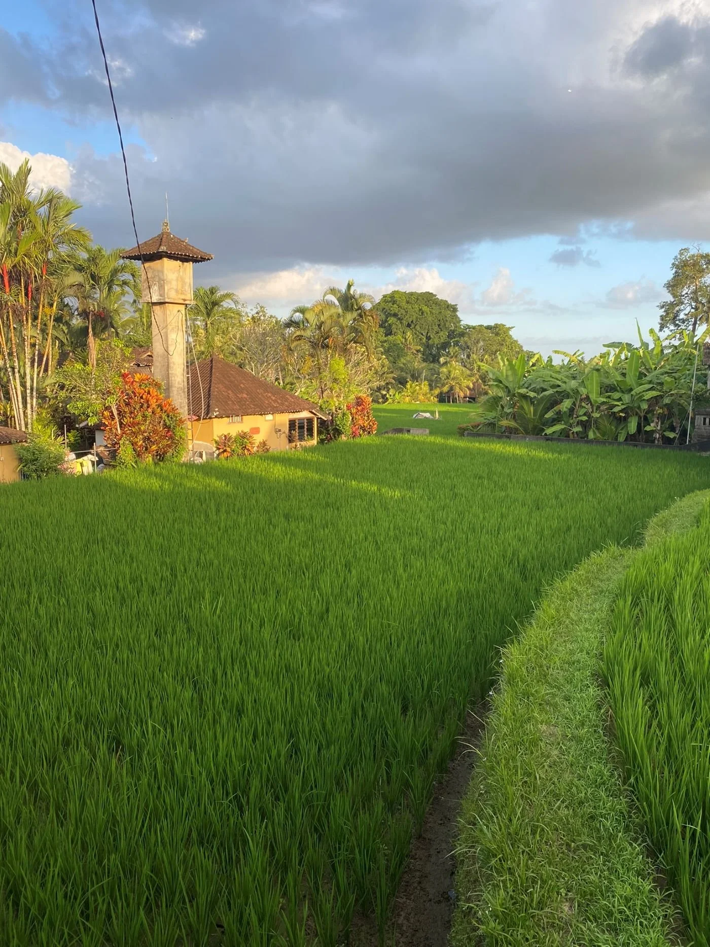 Rice Fields Ubud.jpg