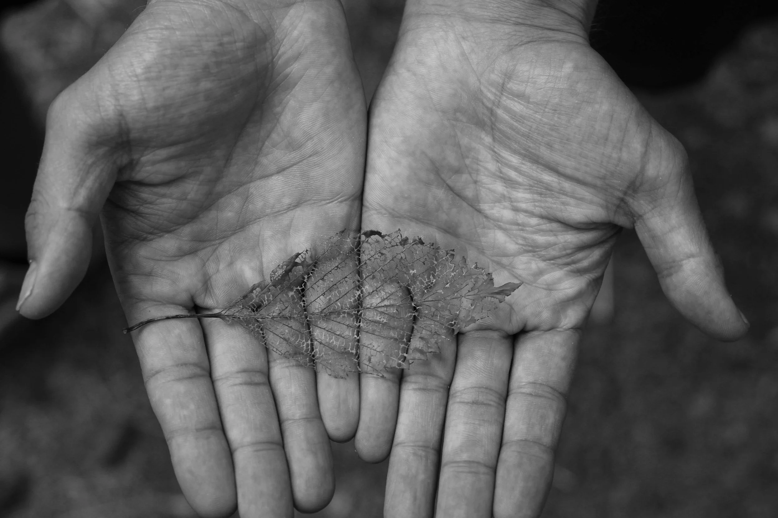 A black and white photograph of two hands held close together, with the palms facing upward. A small, dried leaf rests on the fingers of the right hand.