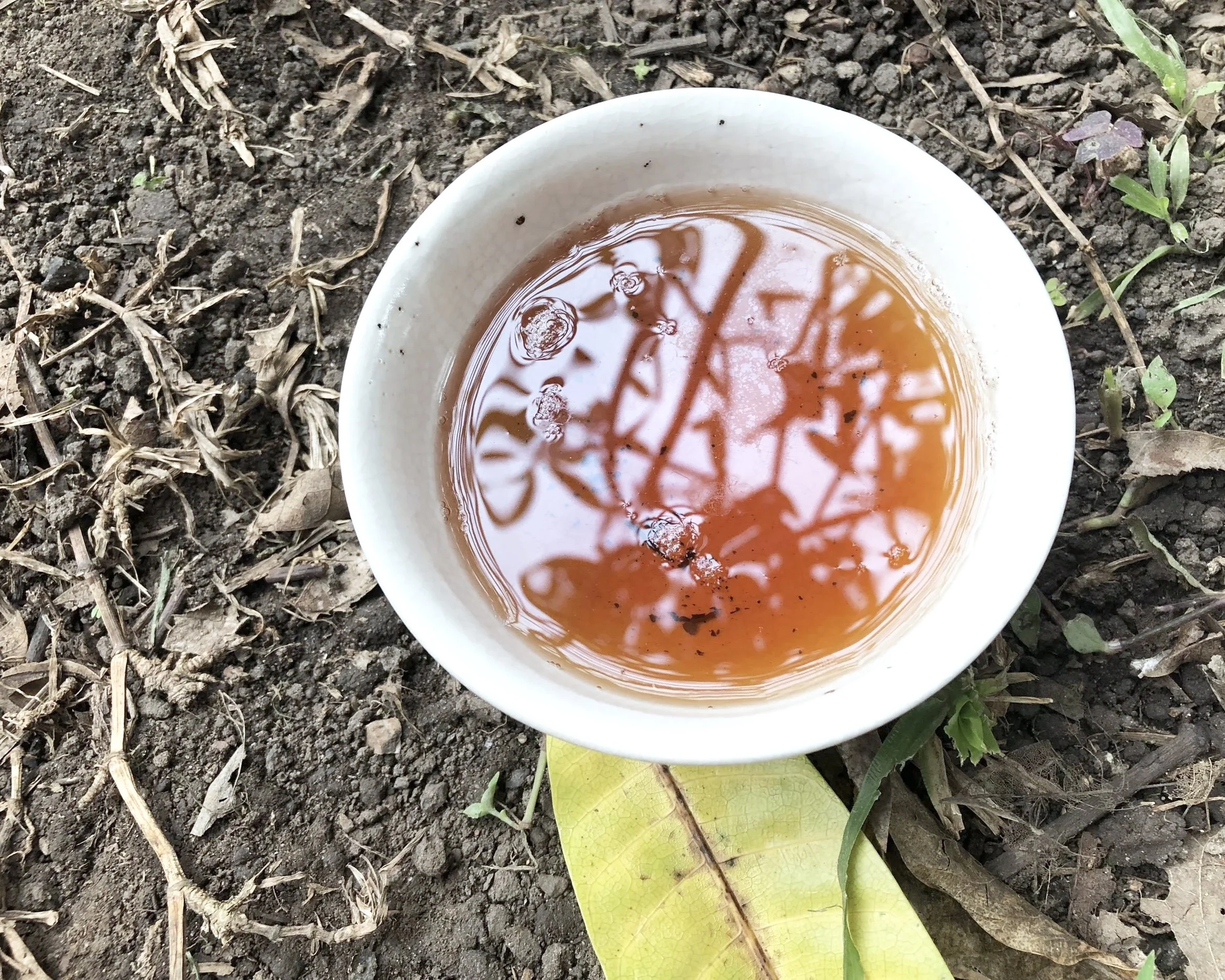 A white cup filled with a brown liquid, placed on soil with small green plants and dried leaves around.