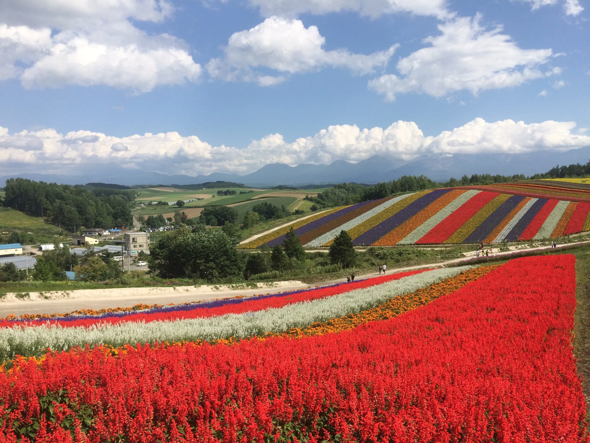 Colorful flower fields on a hillside under a blue sky with white clouds, with mountains in the background.