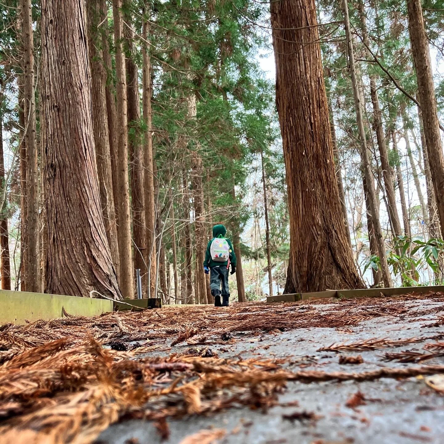 Un niño con mochila caminando por un sendero en un bosque de árboles altos y troncos robustos, rodeado de hojas caídas en el suelo.